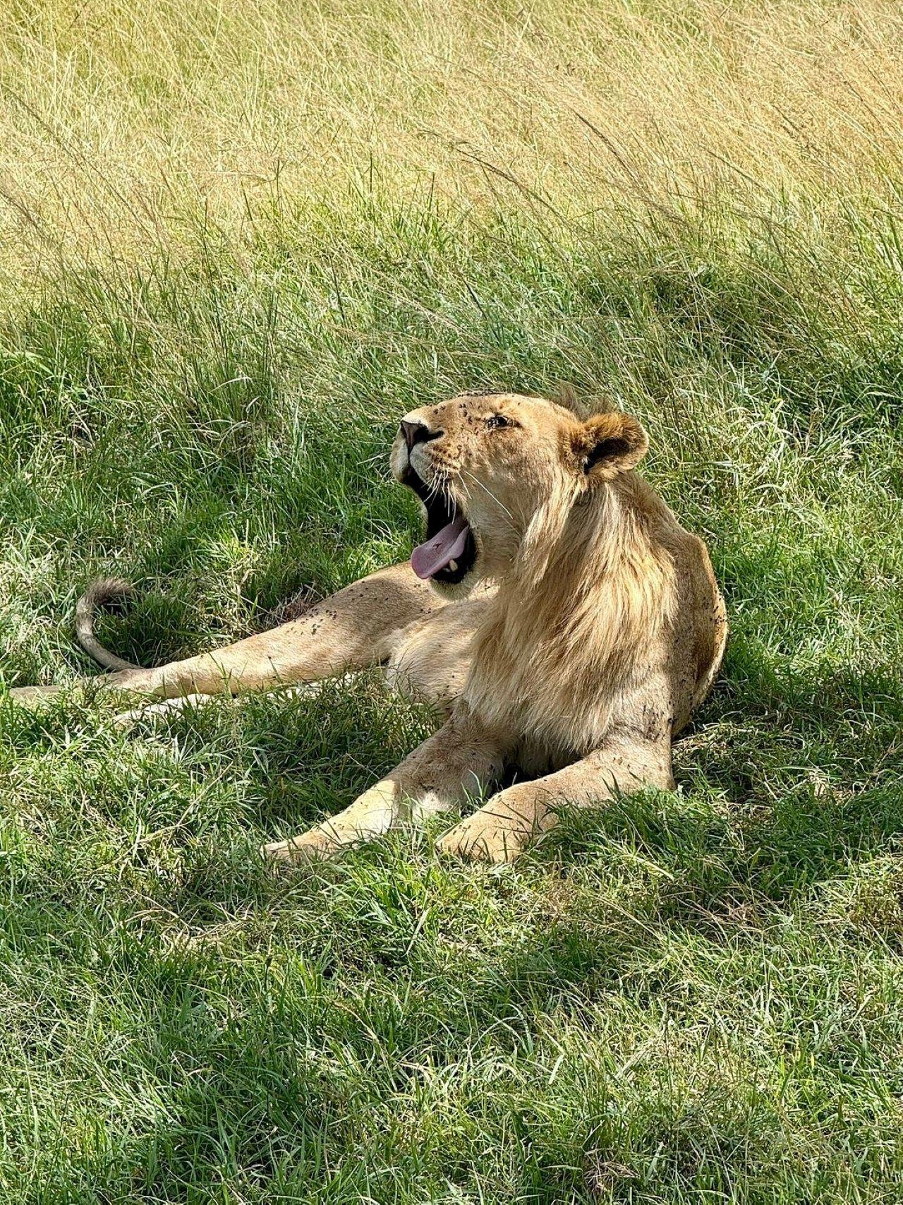 3-Day Maasai Mara Shared Jeep Safari from Nairobi
