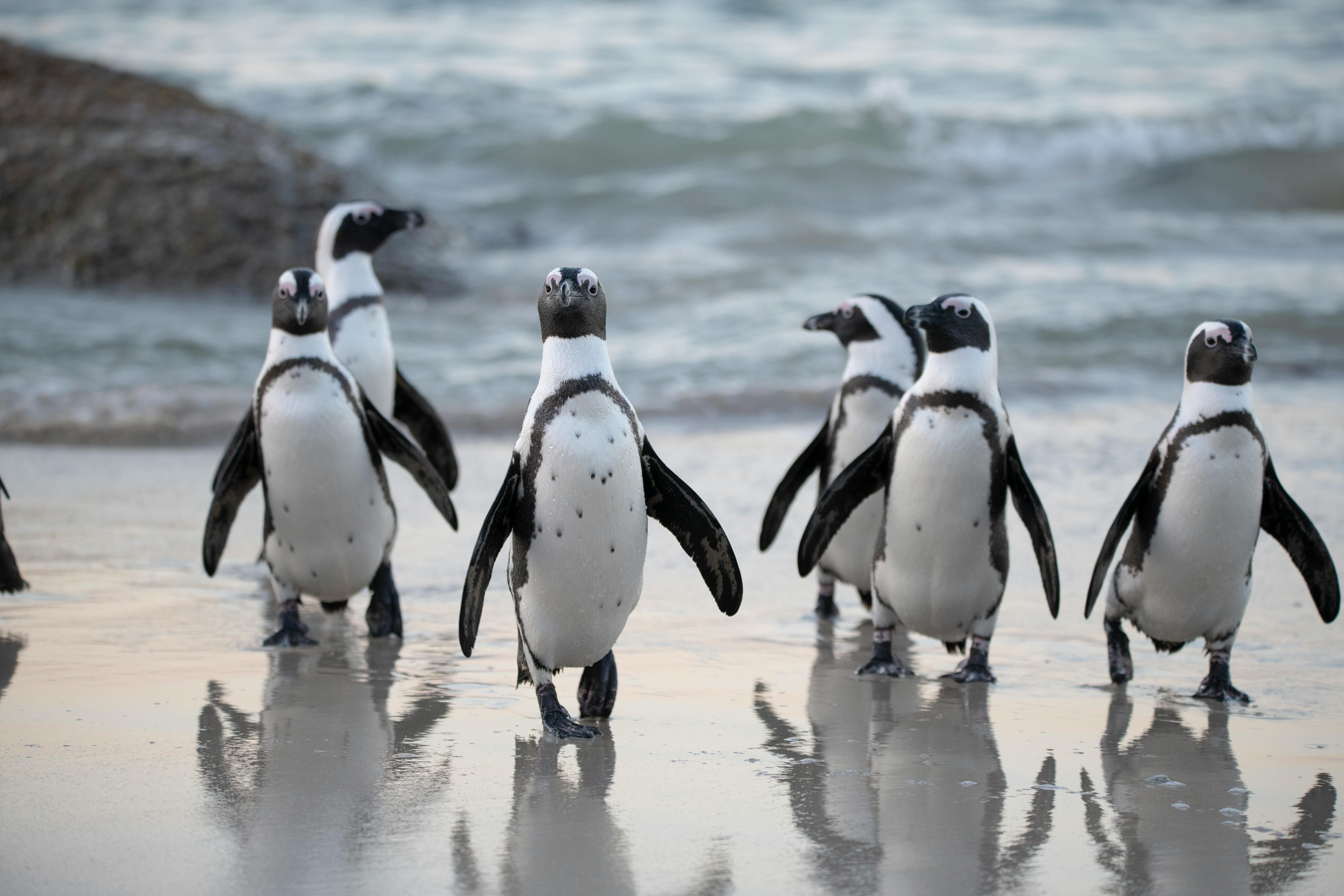 Cape Town Private Tour with Customizable Itinerary