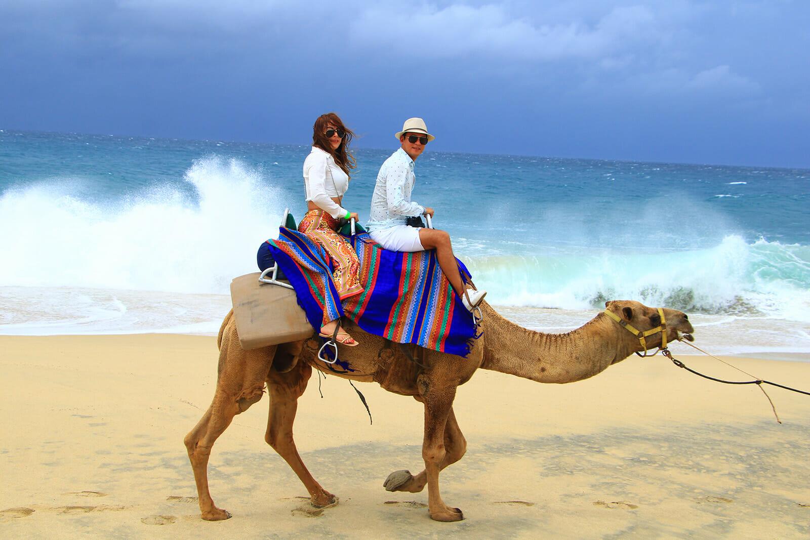 Cabo Desert Camel Ride with Mexican Buffet & Tequila Tasting