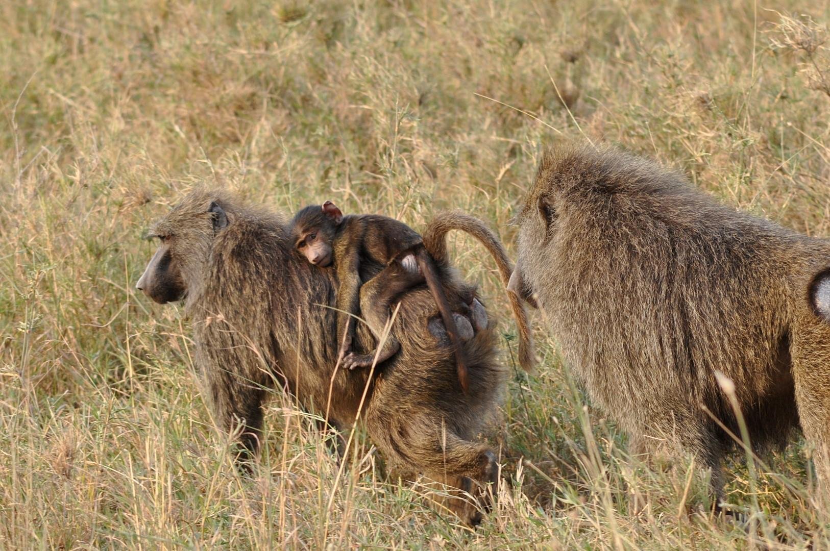 Cape of Good Hope, Penguins & Coastal Highlights Day Tour from Cape Town