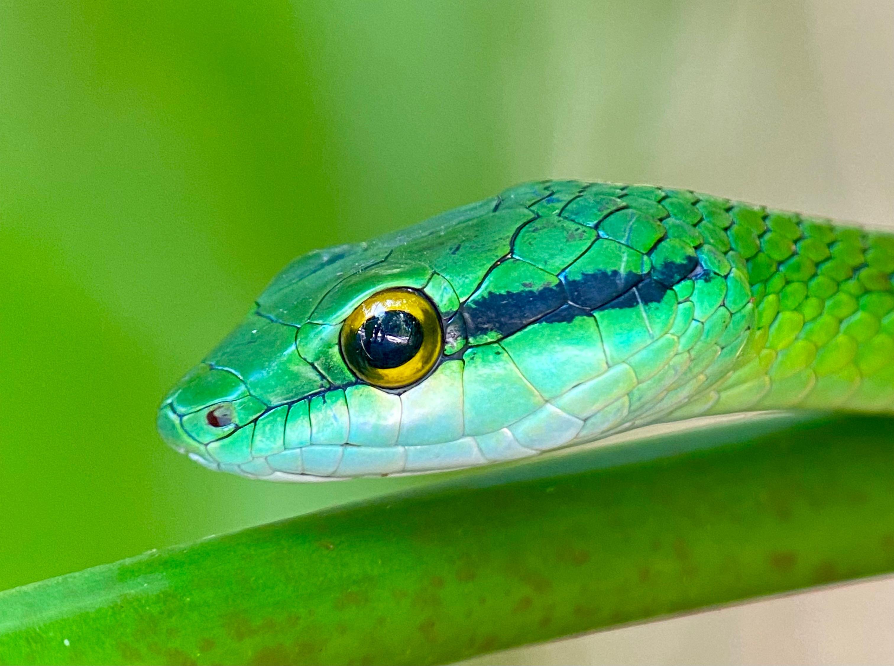 Manuel Antonio National Park: Naturalist-Led Wildlife Walking Tour