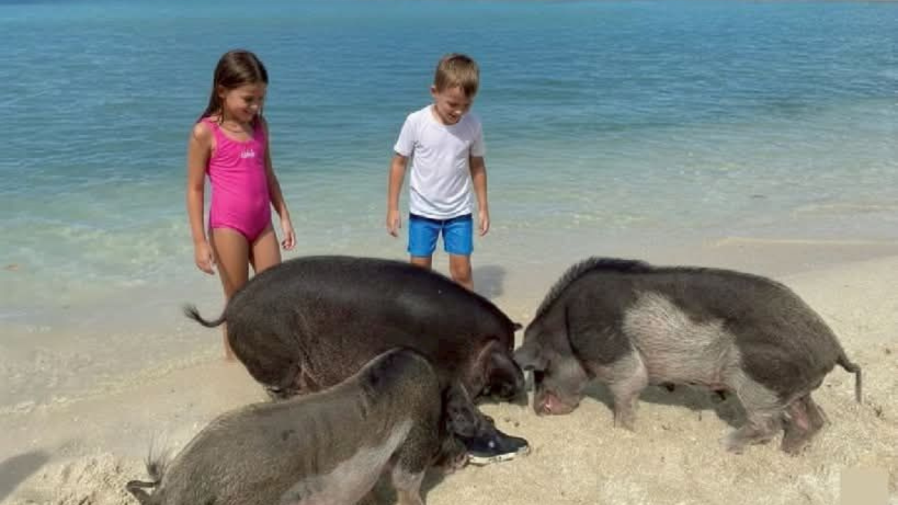 Samui Island Expedition: Viewpoints, Elephants & Pig Island
