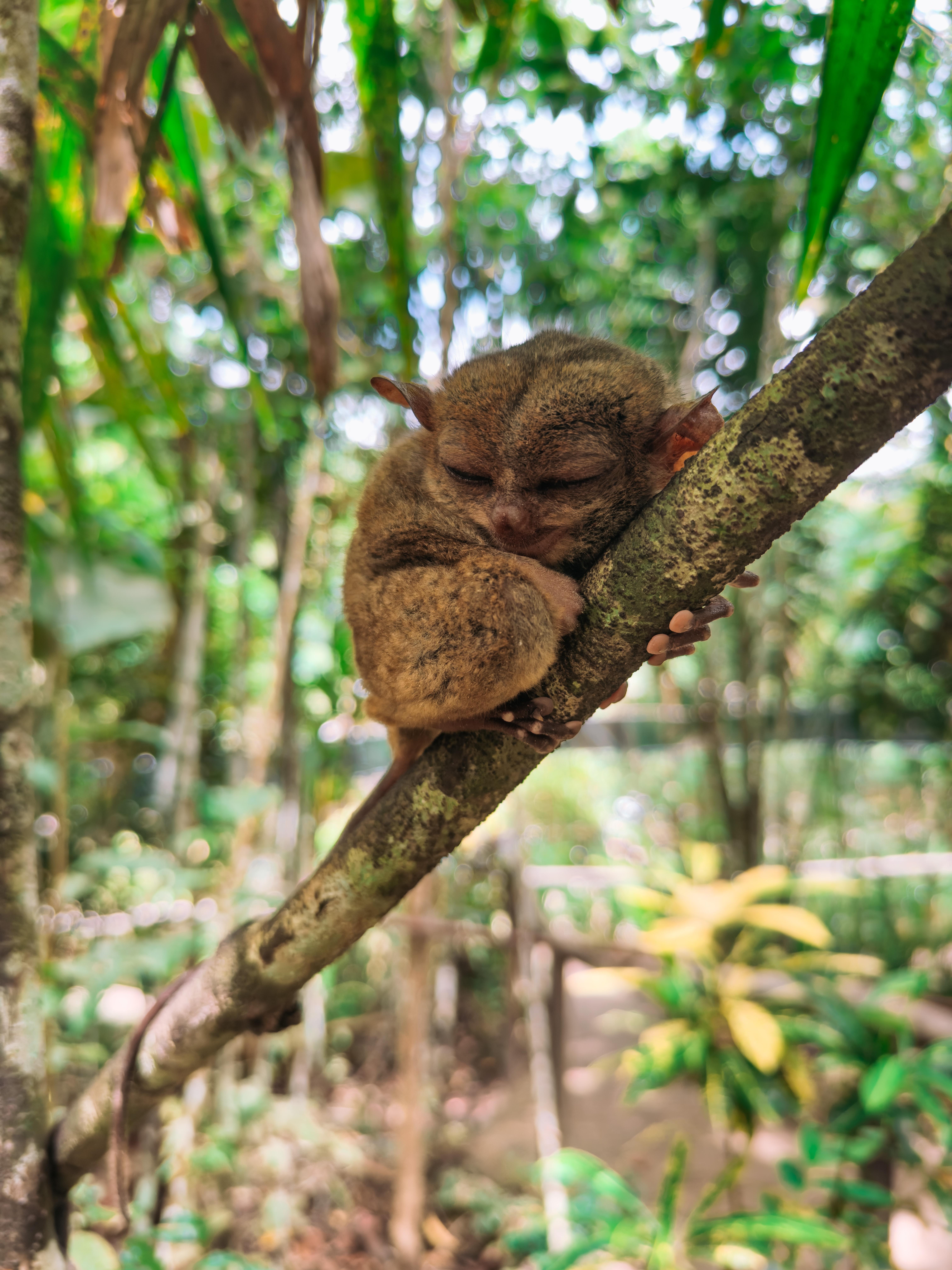 Bohol Countryside Day Tour from Cebu with Loboc River Cruise Lunch