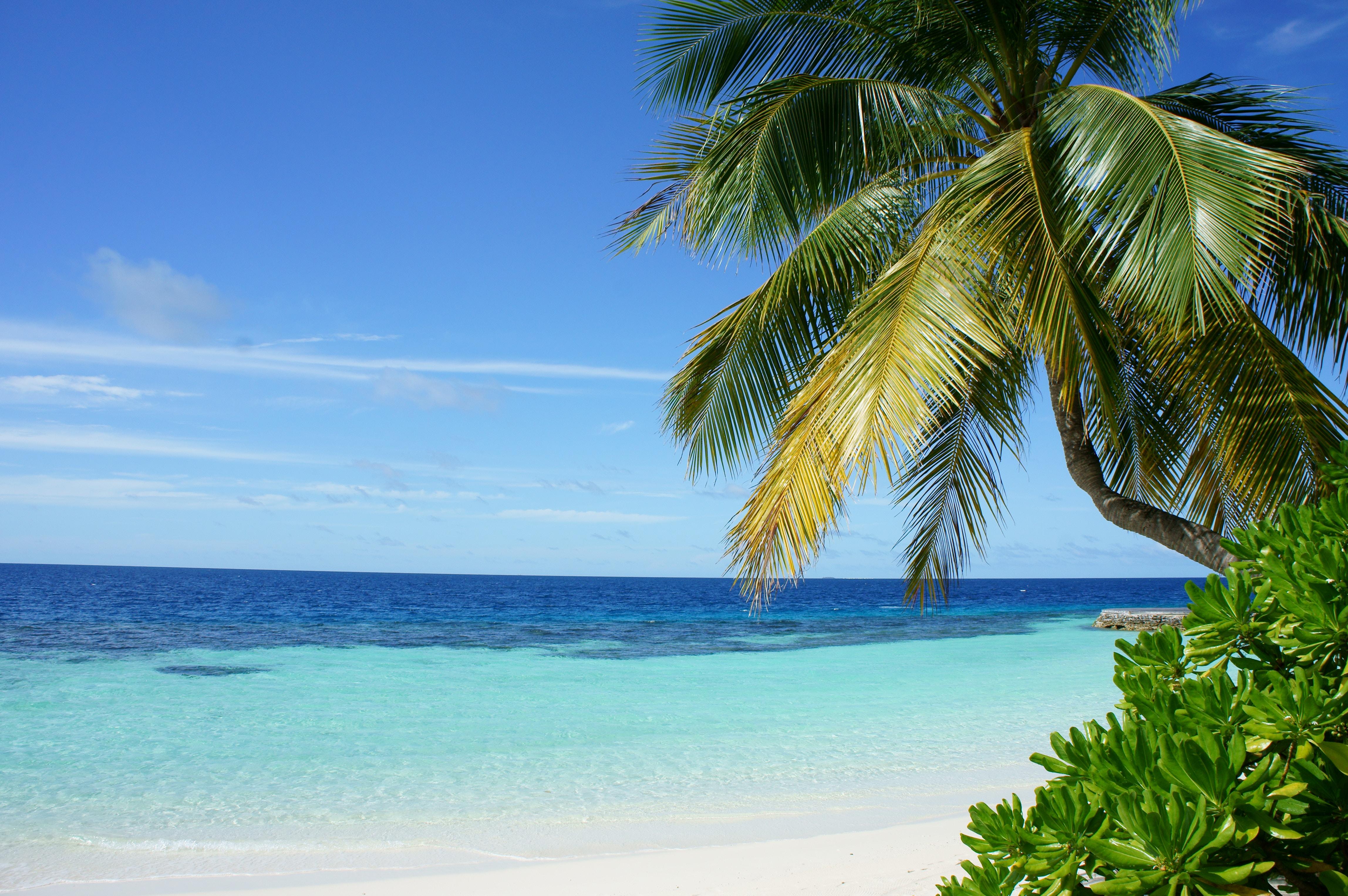 Bahamas Day Escape: Bimini or Grand Bahama Ferry
