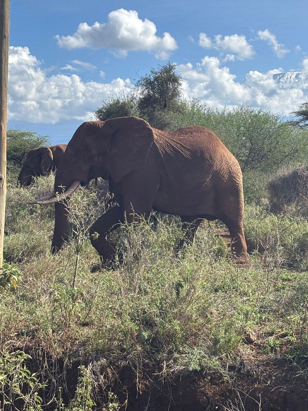 3-Day Maasai Mara Shared Jeep Safari from Nairobi