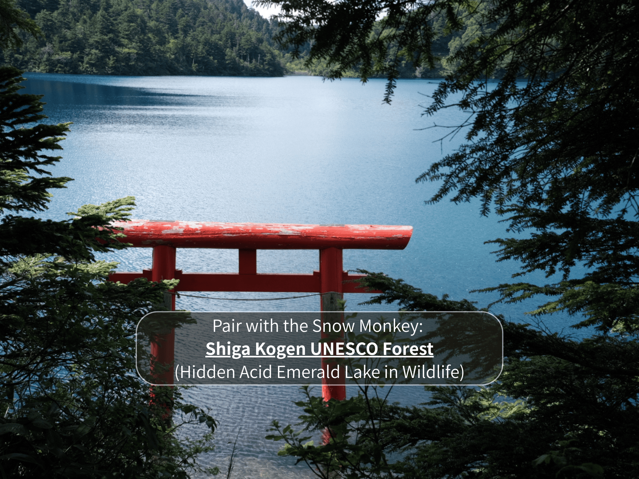 Nagano Snow Monkeys & Hidden Gems Private Day Tour