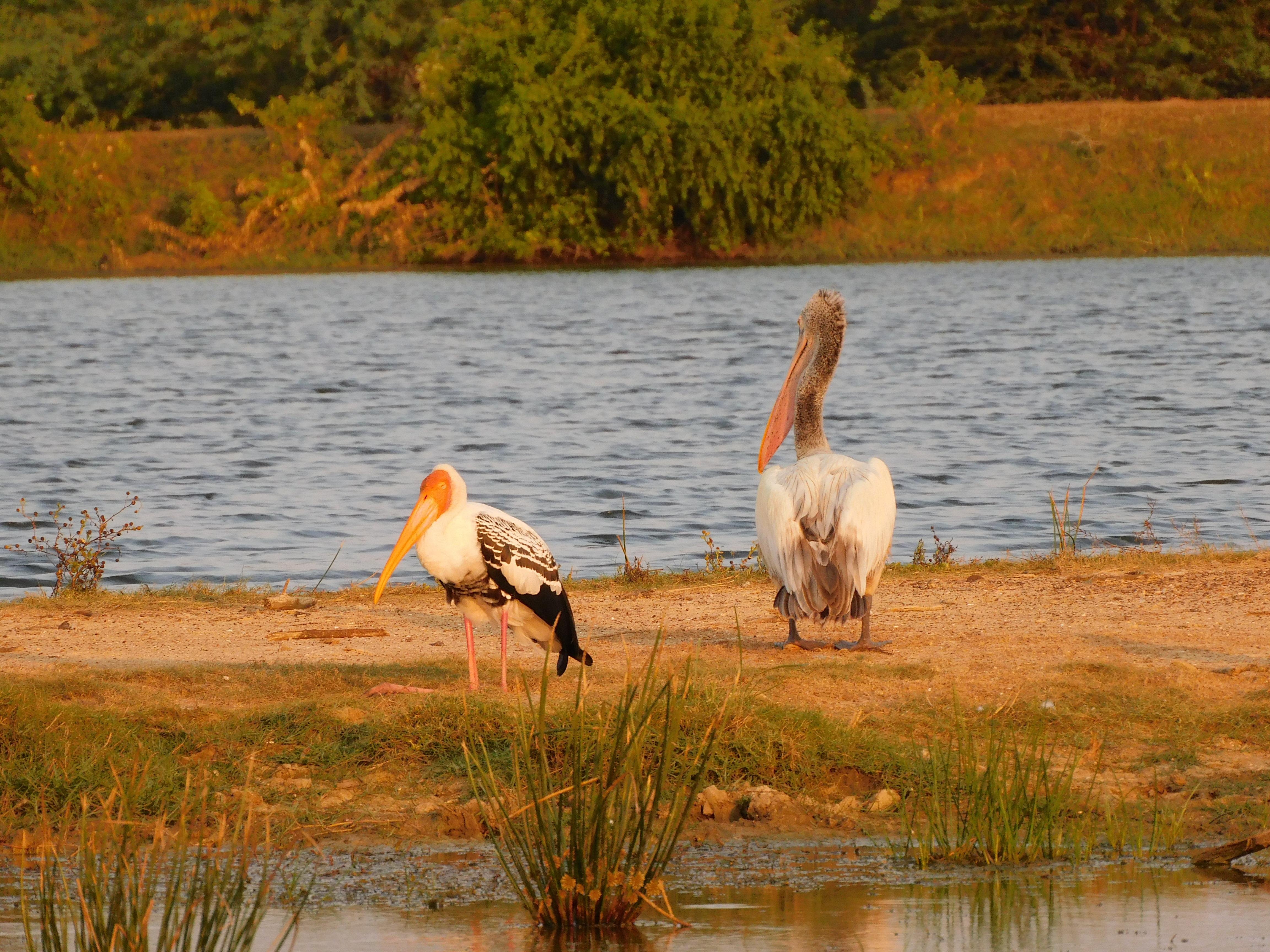 Yala National Park Safari Shore Excursion from Hambantota