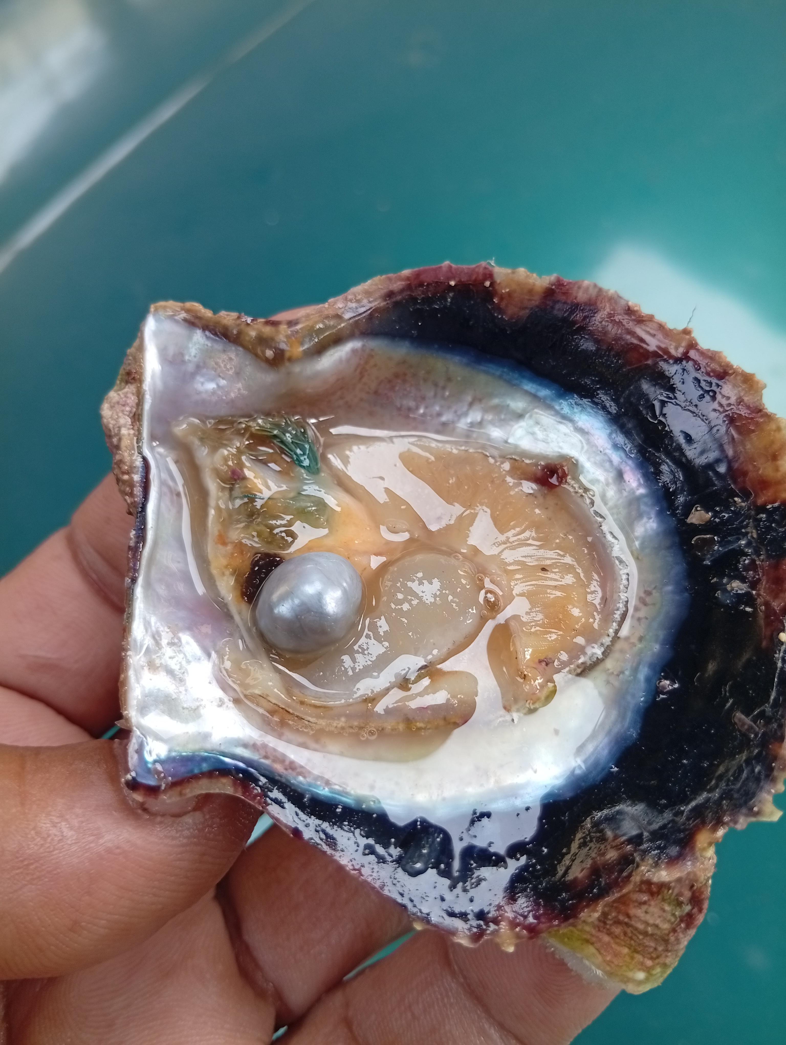Bahrain Pearling Heritage & Oyster Opening Experience