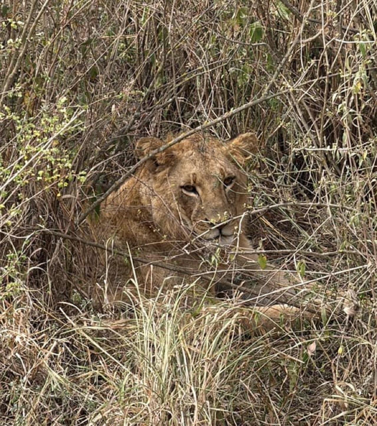 Nairobi Wildlife & History Day Tour