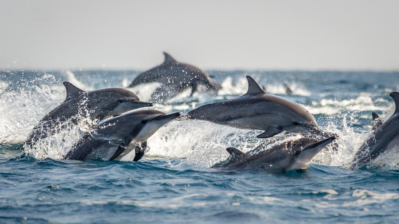 Muscat Dolphin Watching & Sunset Cruise