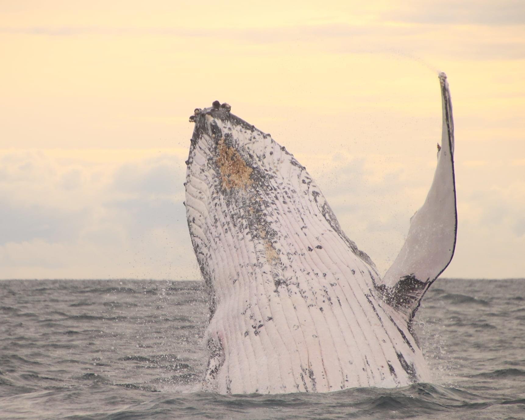 Byron Bay Whale Watching Safari