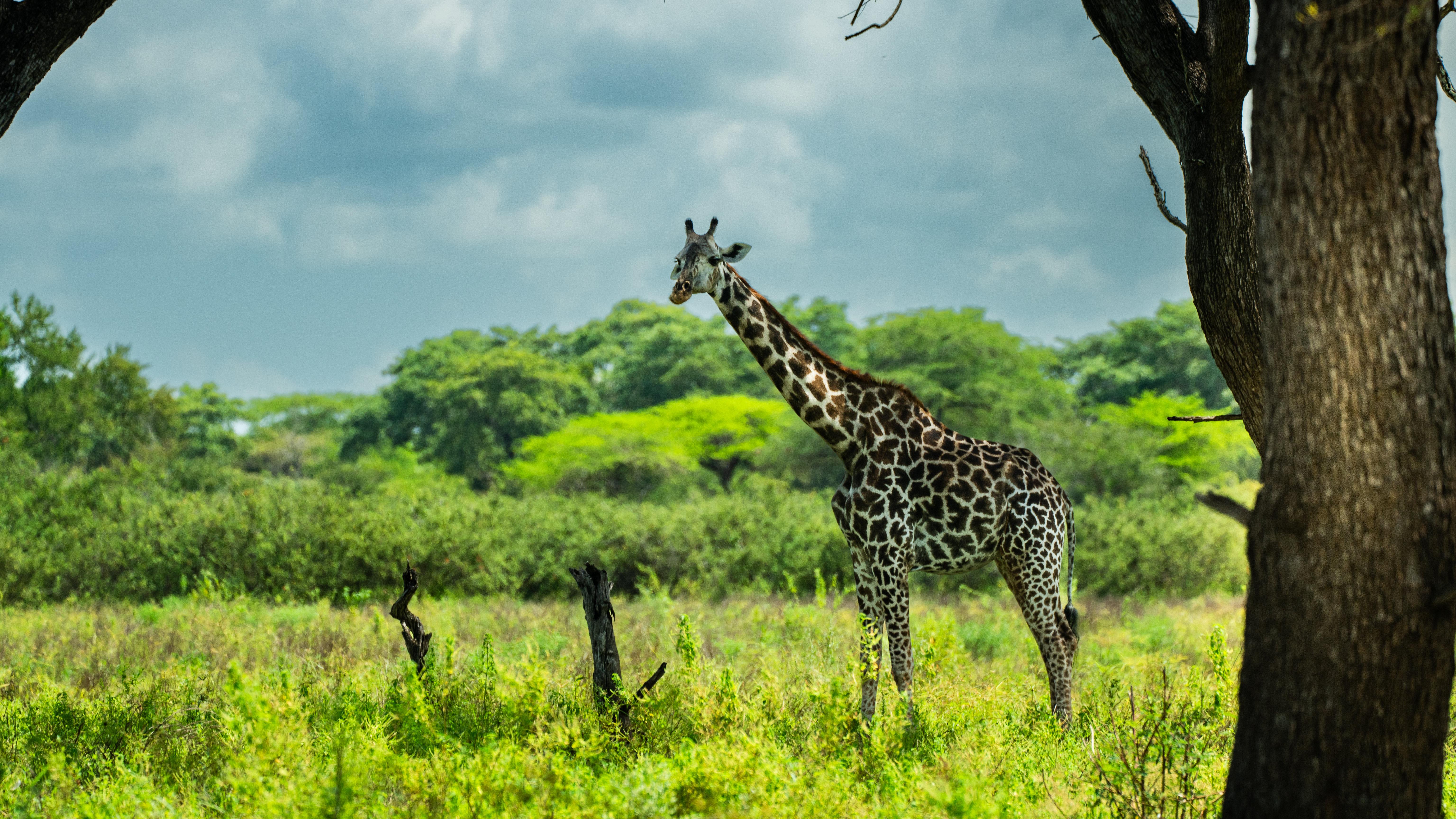 Zanzibar to Selous: Full-Day Safari with Bush Lunch (+ 2-Day Option)