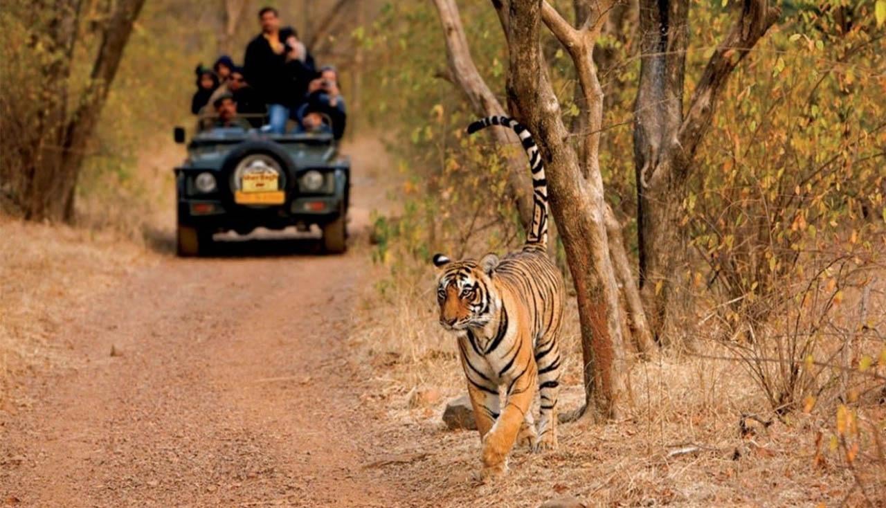 3-Day Ranthambore Tiger Safari Expedition from Delhi