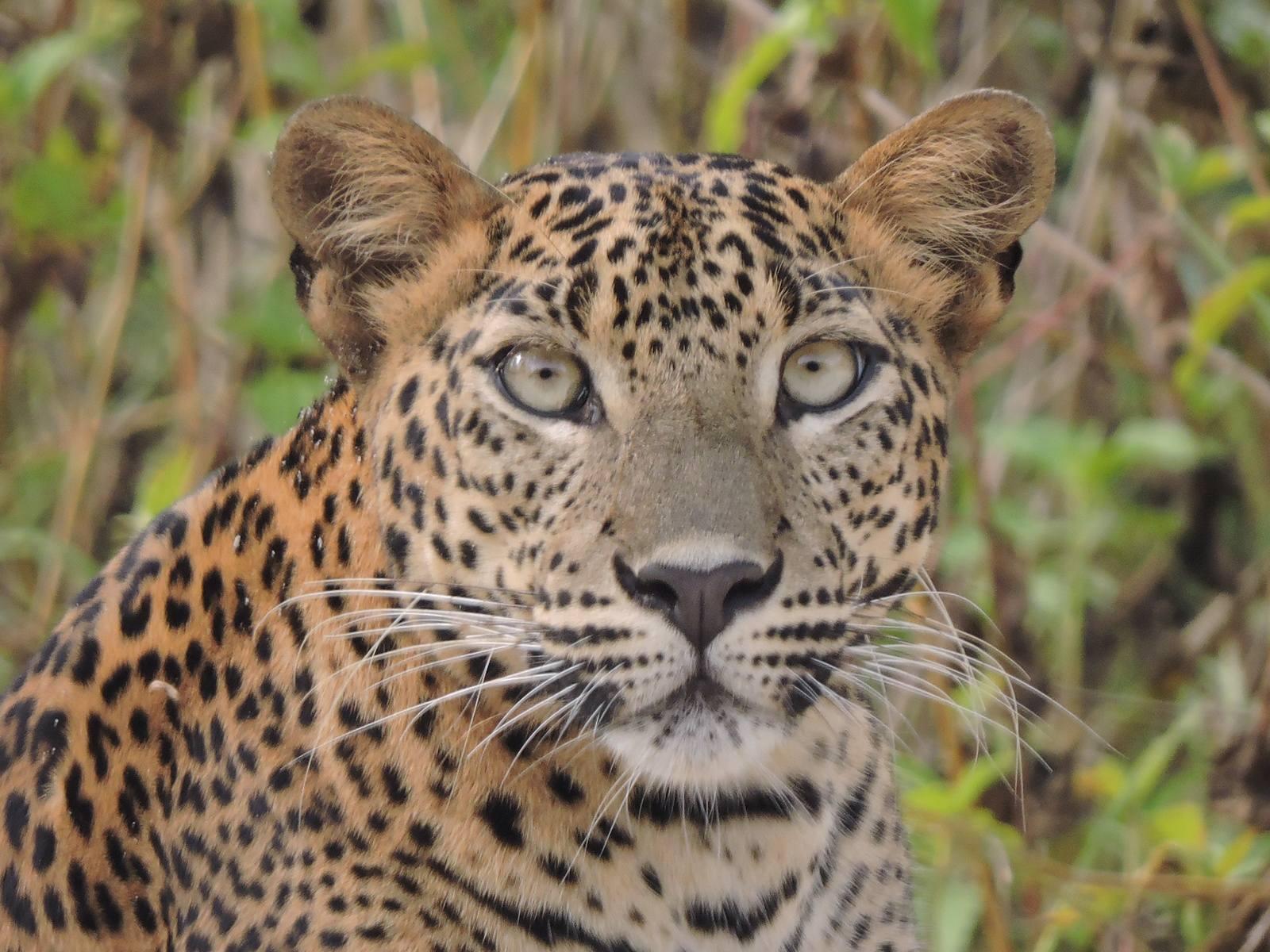 Full-Day Wilpattu National Park Leopard Safari from Anuradhapura