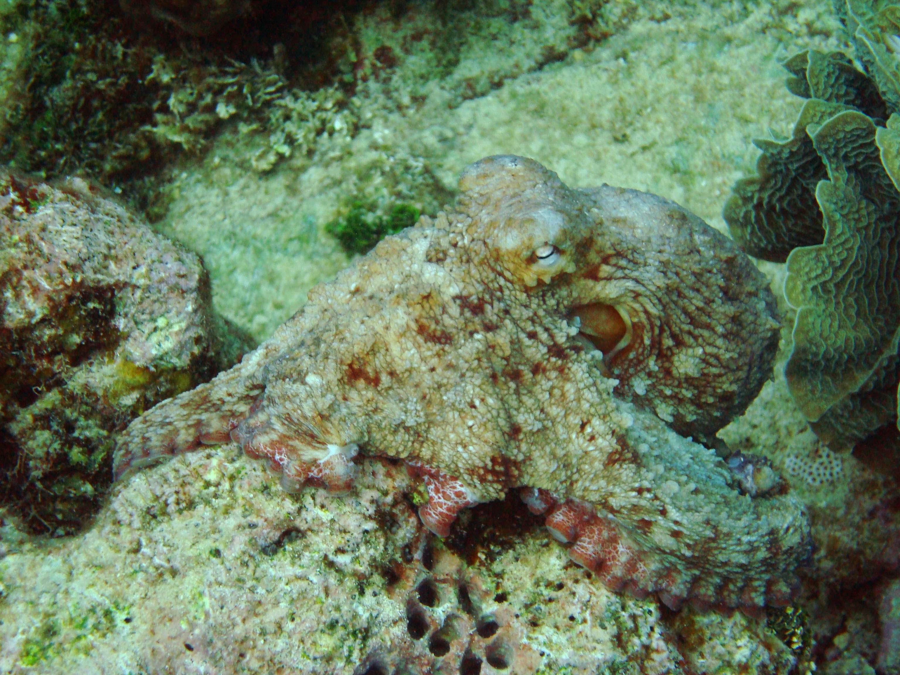 Cabo San Lucas Marine Park: Two-Tank Scuba Diving Adventure