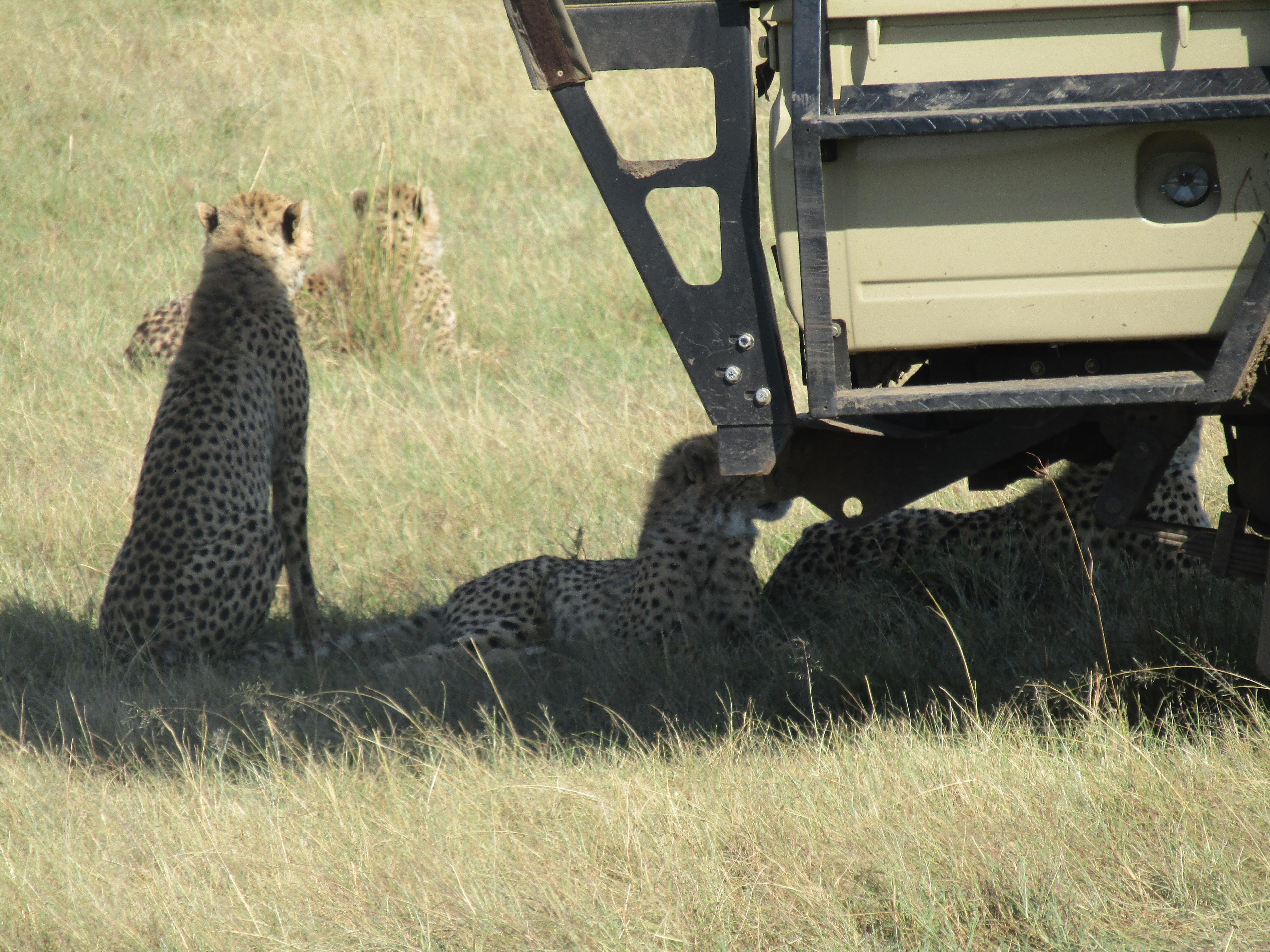 3-Day Masai Mara Safari Adventure from Nairobi