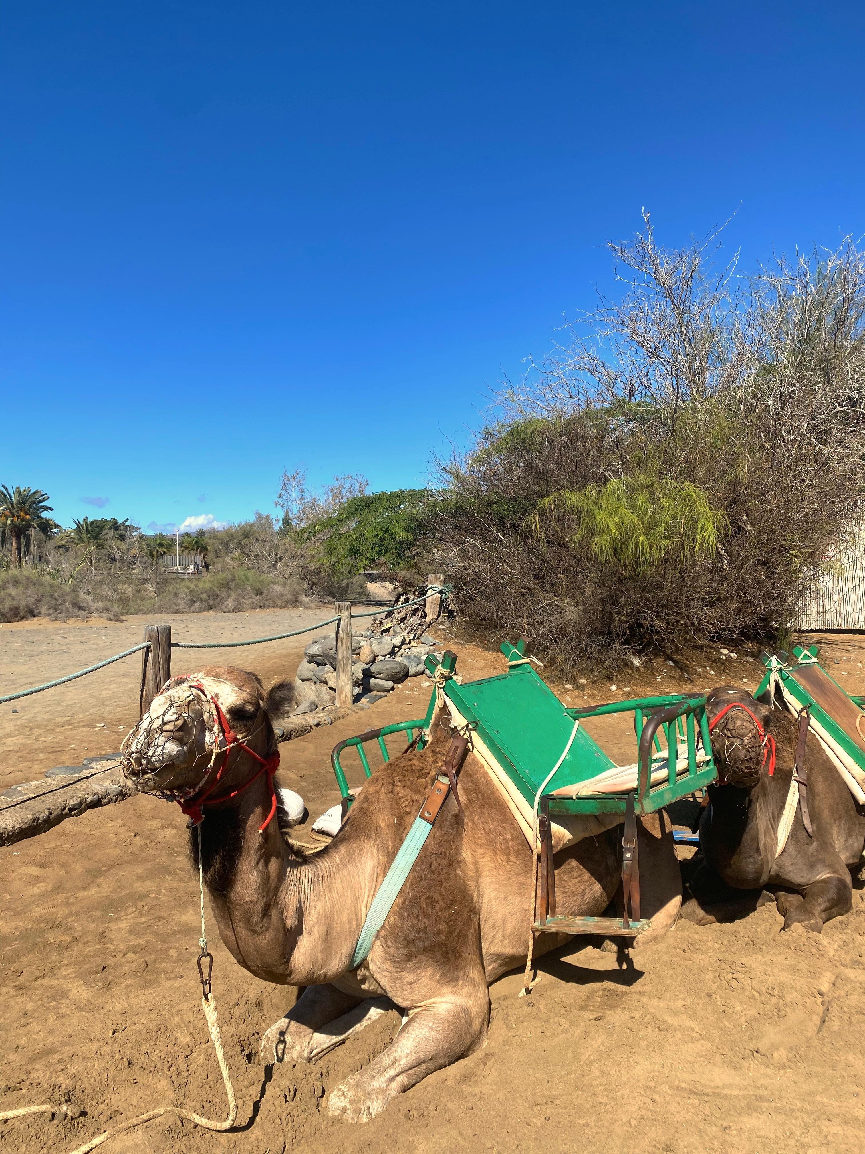 Camel Trek Across Maspalomas Dunes