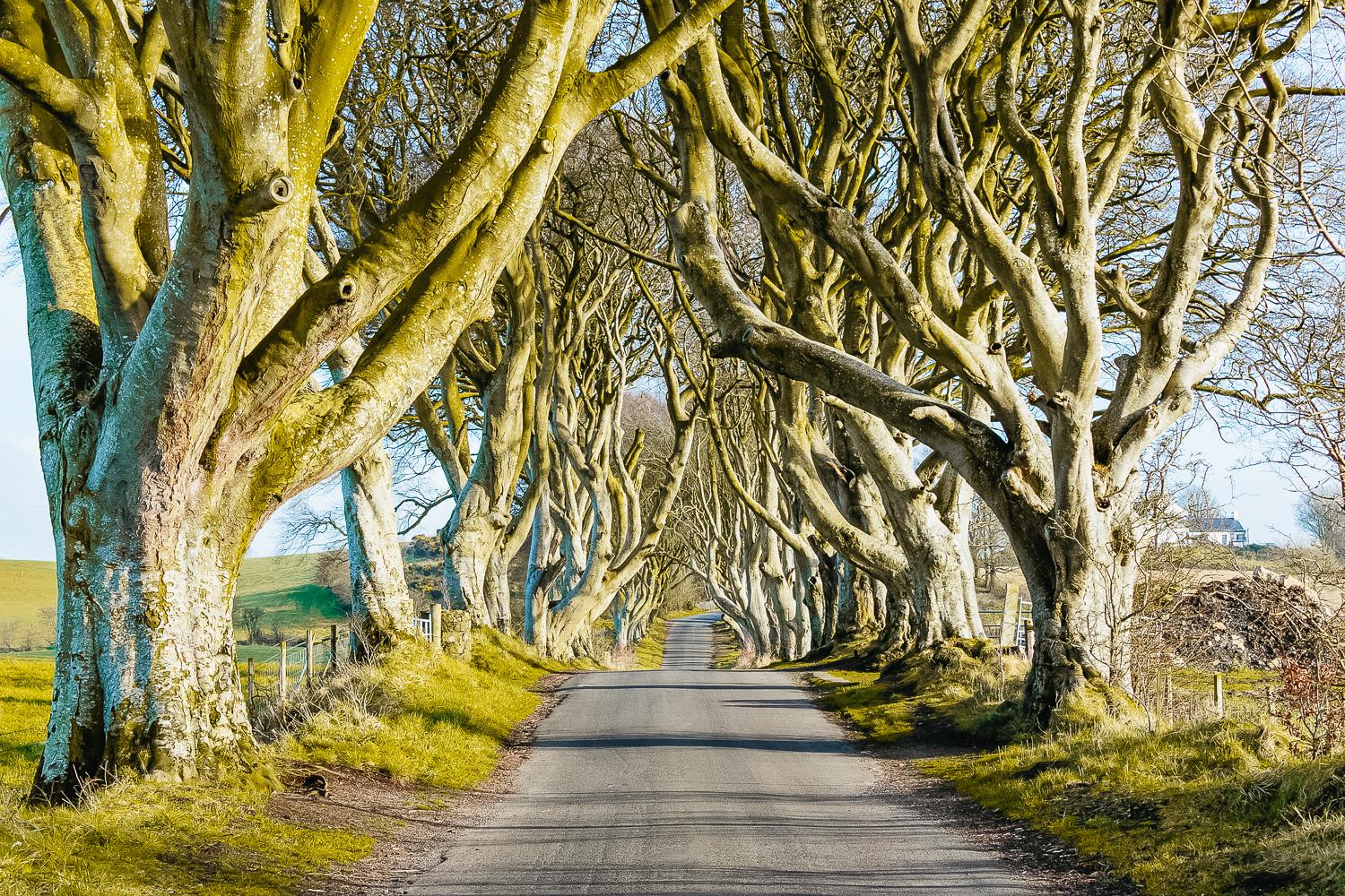 Belfast: Giant's Causeway, Dark Hedges, and Dunluce Castle