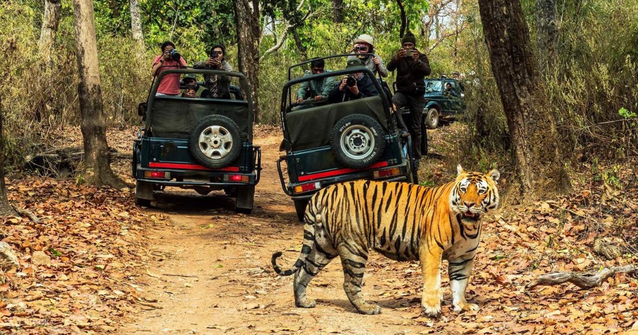 Chitwan Jungle Survival Experience with Local Nature Guides