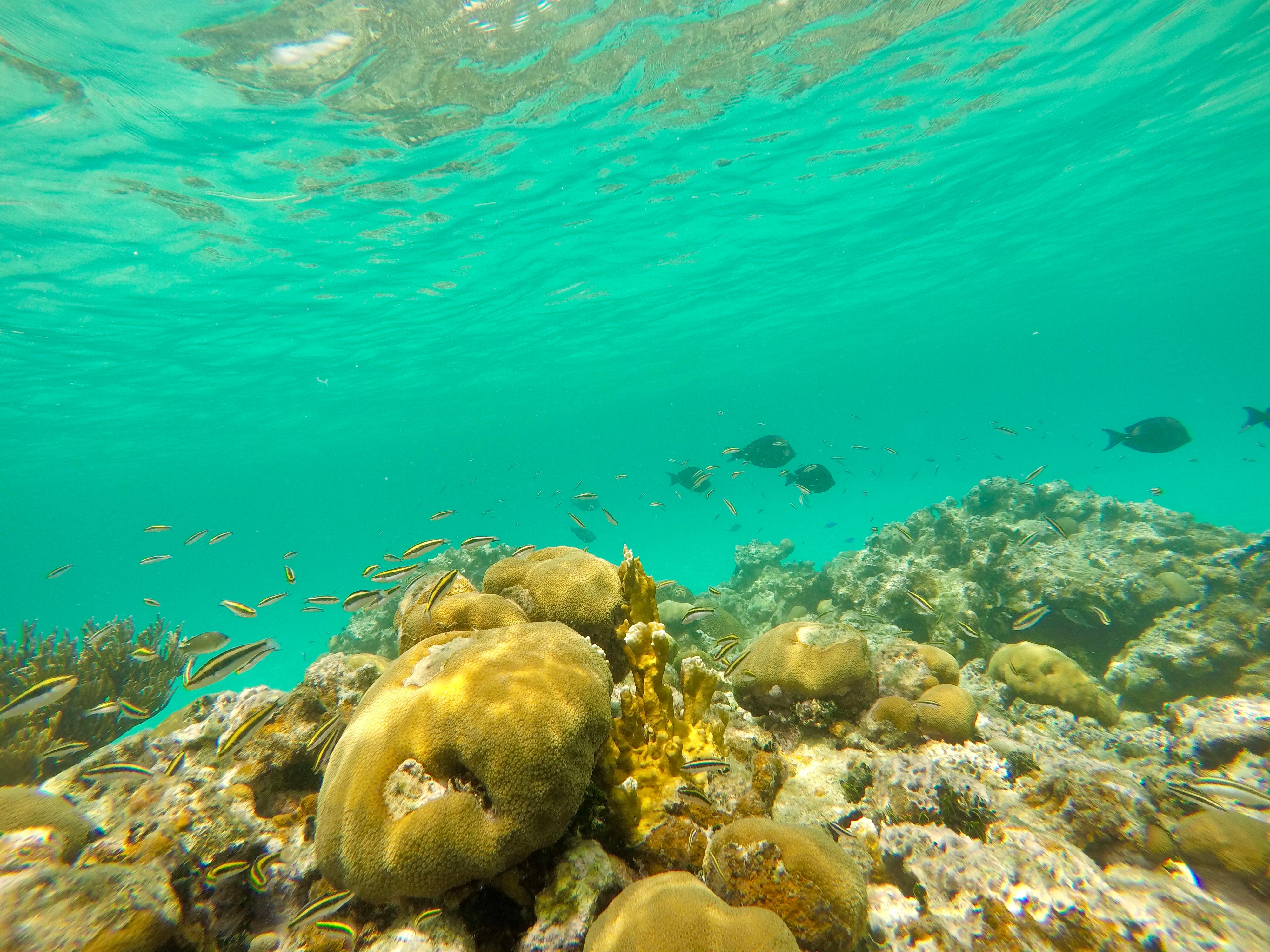 Icacos Island Boat Trip and Beach Day Package - water taxi to Cayo Icacos, Fajardo, Puerto Rico (19 of 24)
