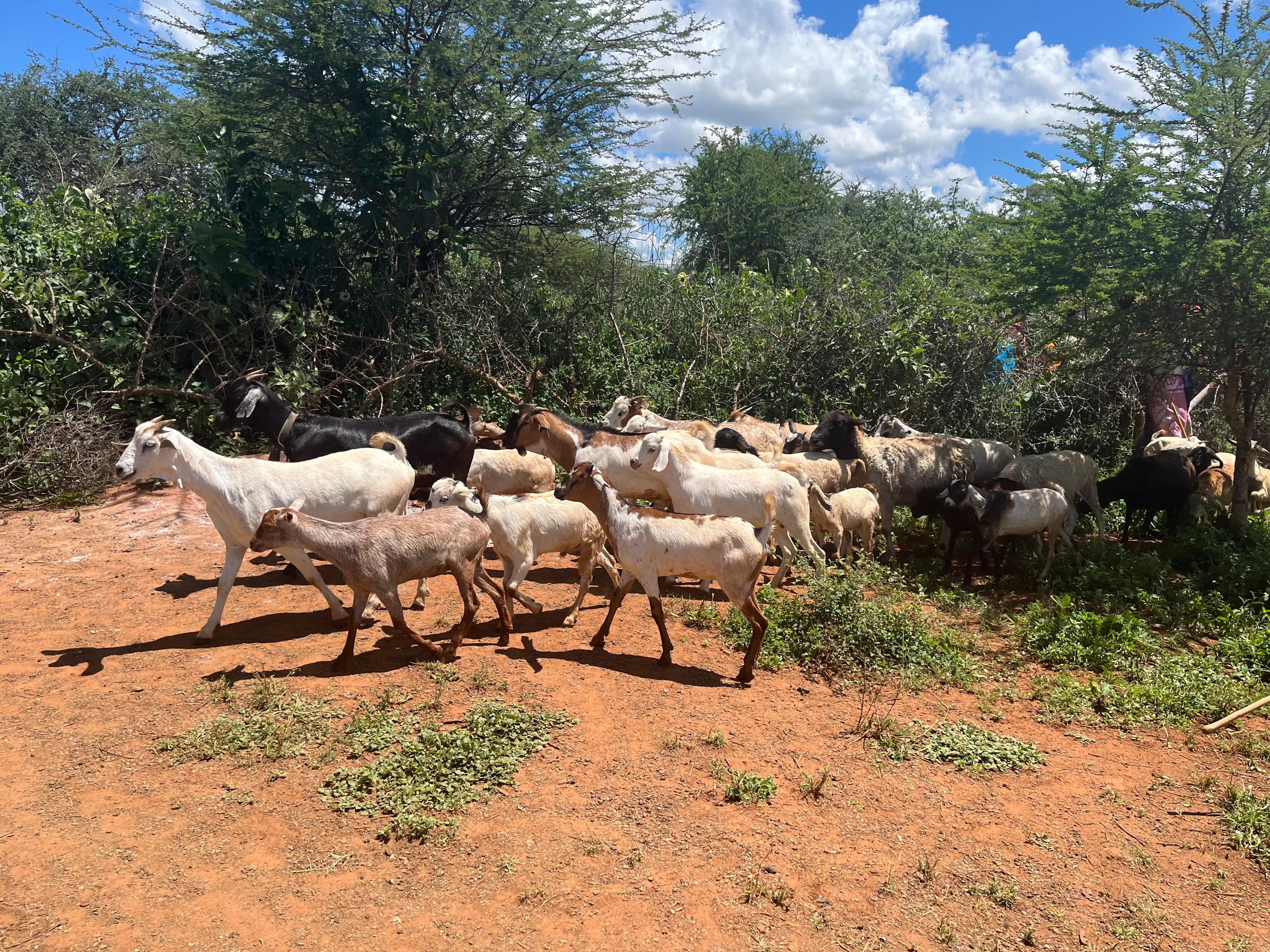 Authentic Maasai Village Day Tour from Nairobi