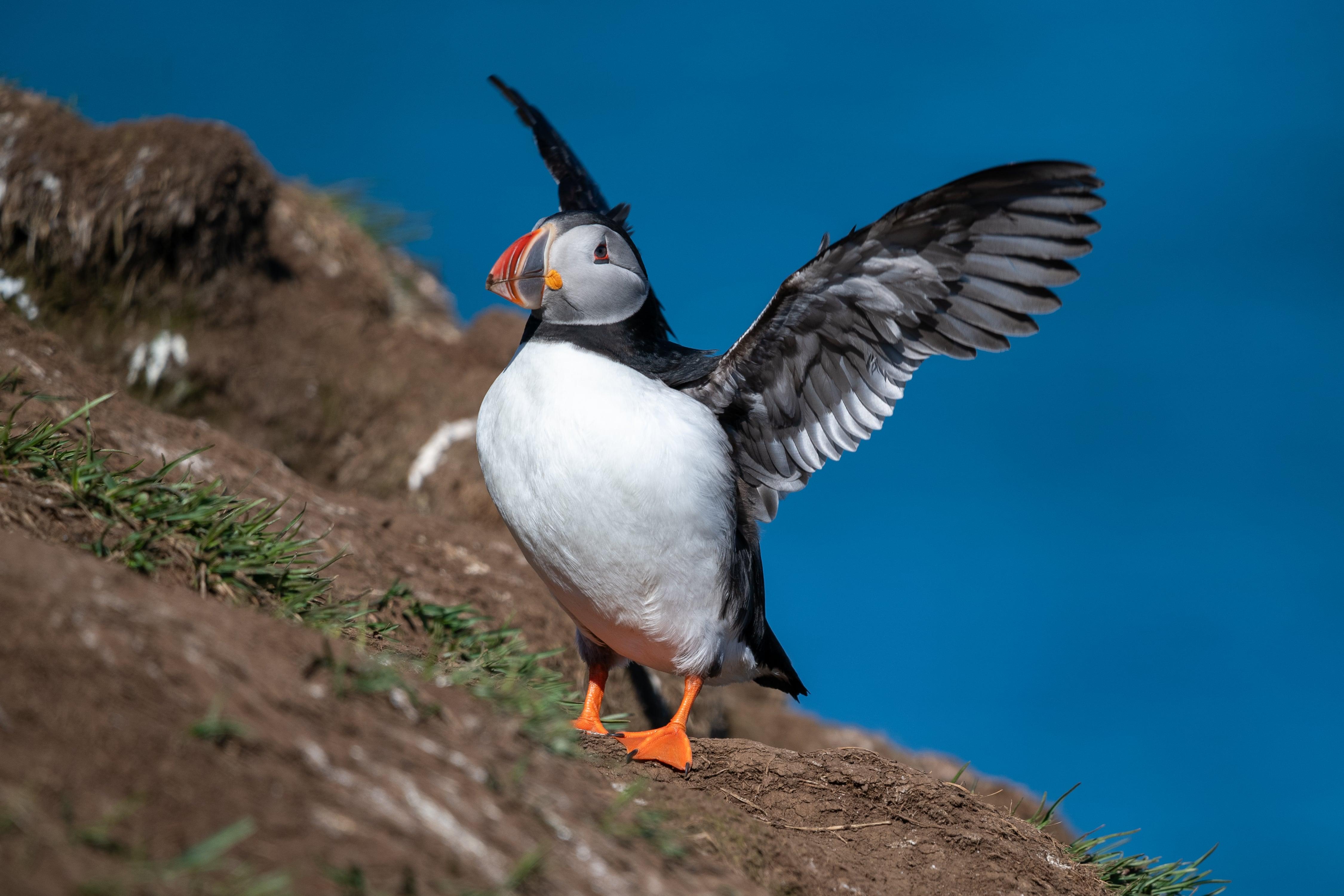 Puffins & Gufufoss Waterfall Shore Excursion from Seydisfjordur