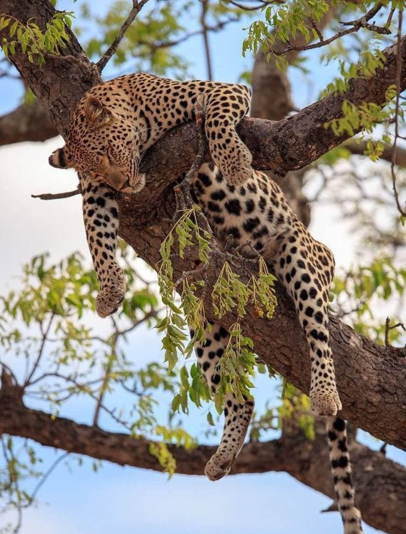 Nairobi Safari: National Park, Elephant Orphanage & Giraffe Center