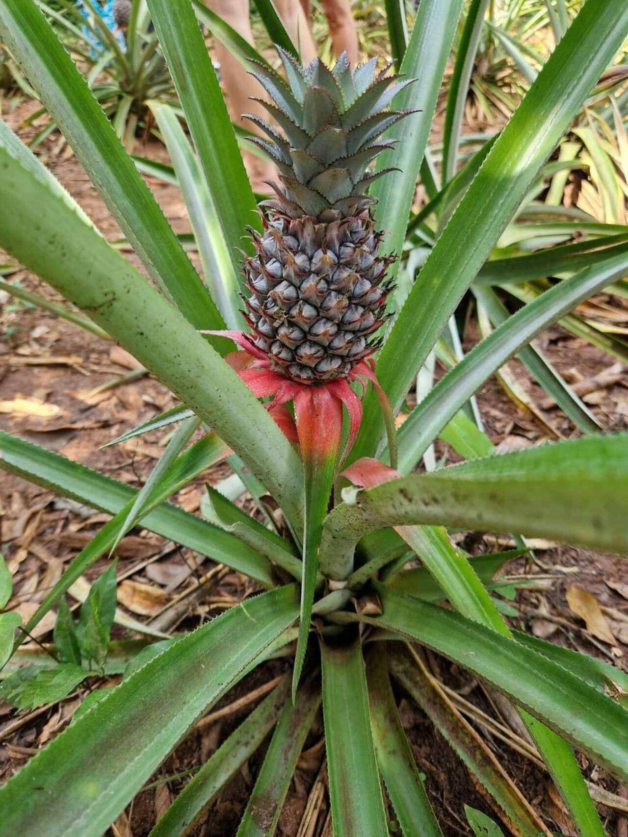 Zanzibar Spice Farm Discovery Tour