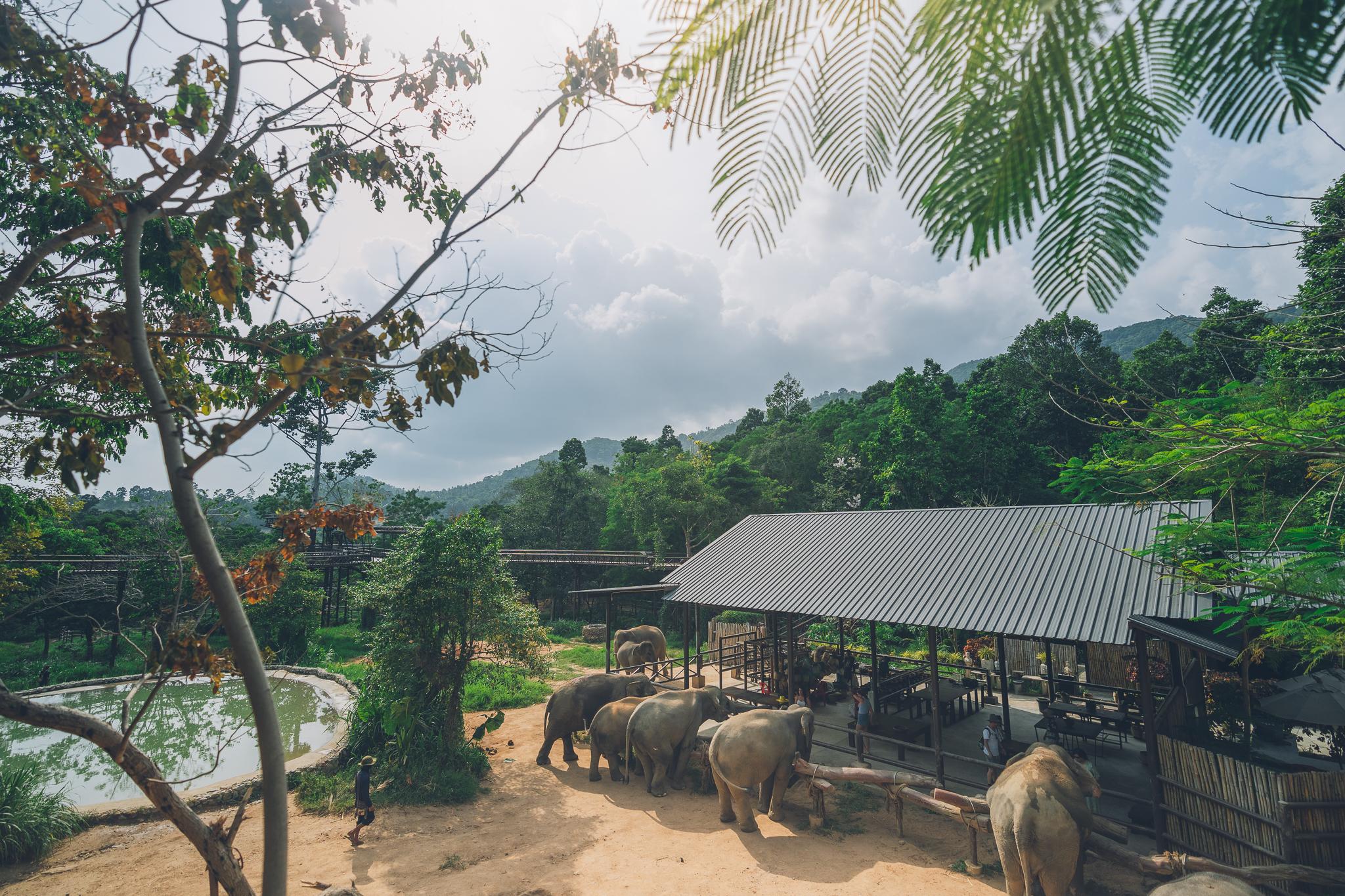 Koh Samui Ethical Elephant Sanctuary Half-Day Experience