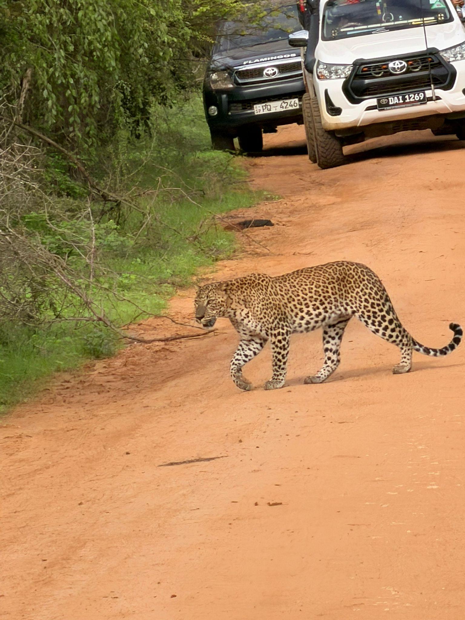 Private Yala National Park Safari with All-Inclusive Transfers