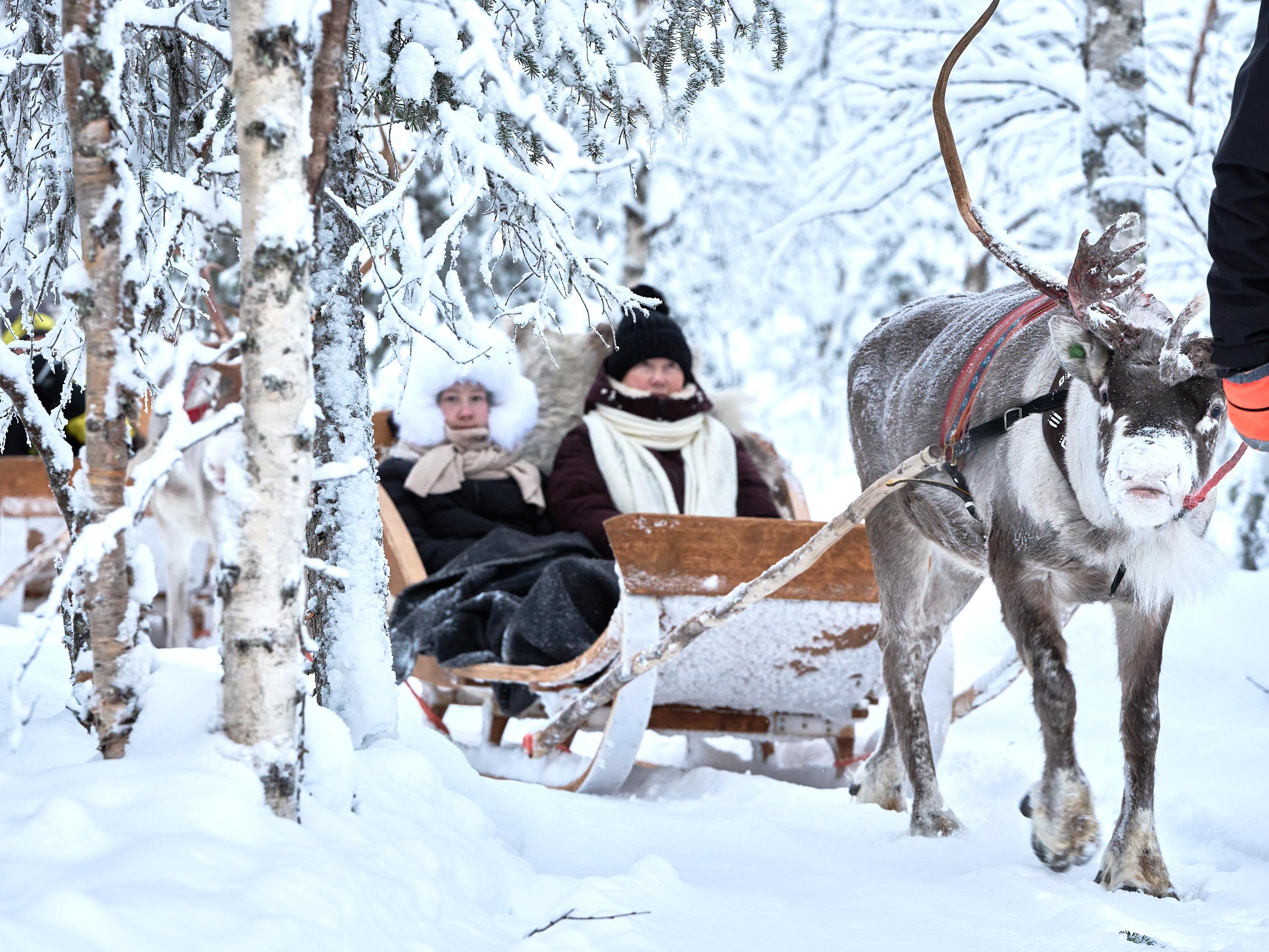 Reindeer Sleigh Ride Through Levi's Arctic Forest