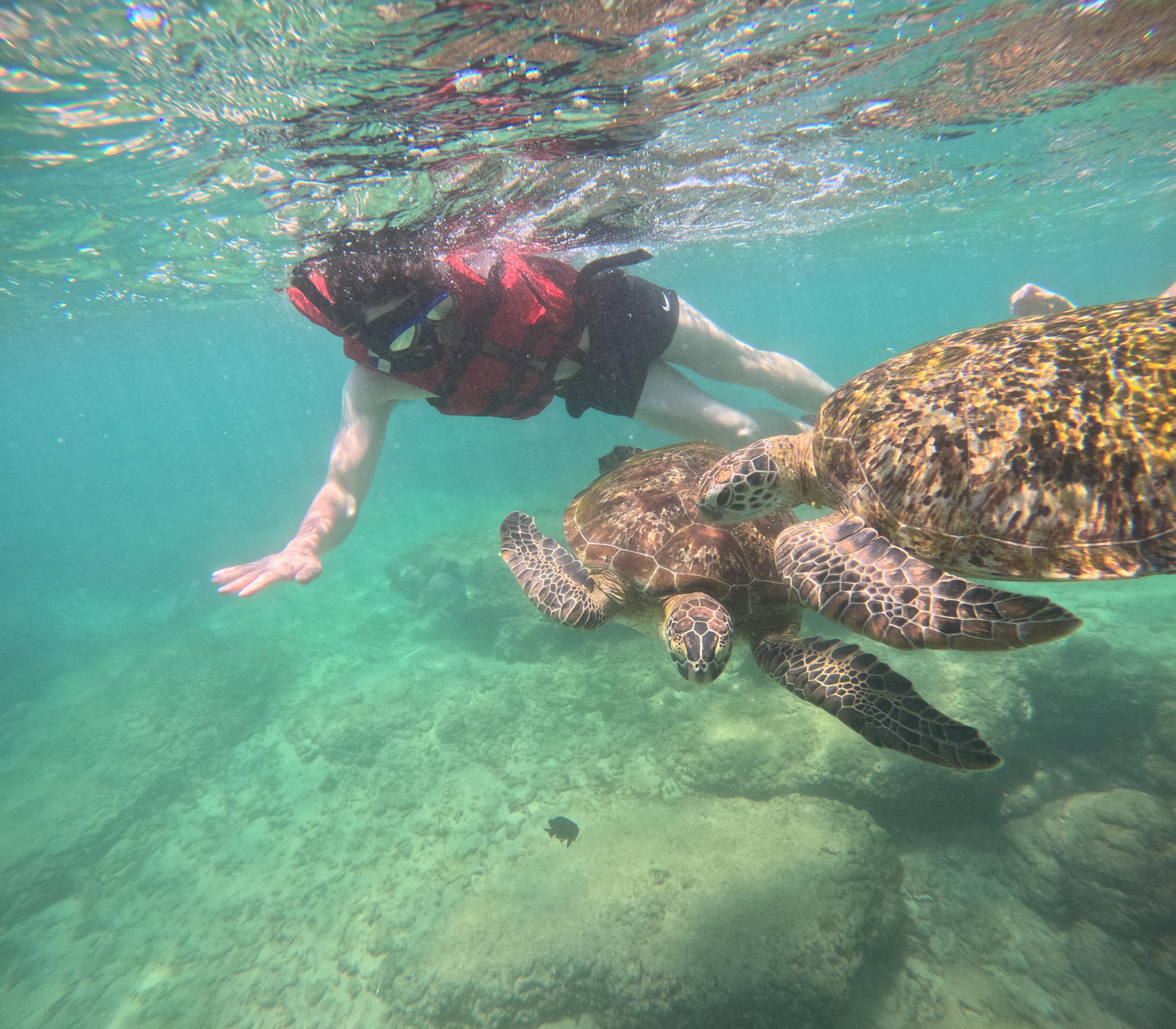 Mirissa Blue Whale Safari & Turtle Snorkeling Adventure
