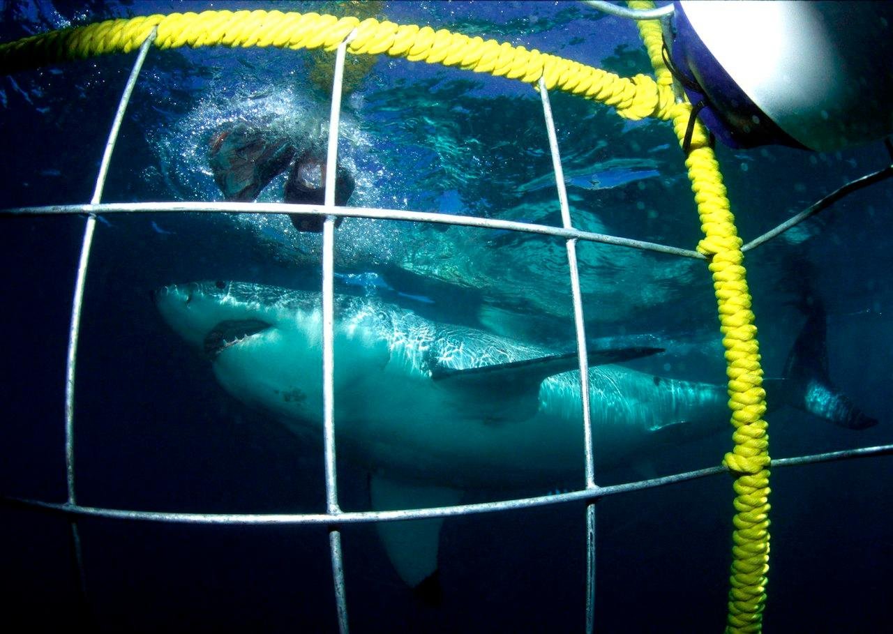 Shark Cage Diving Adventure from Cape Town