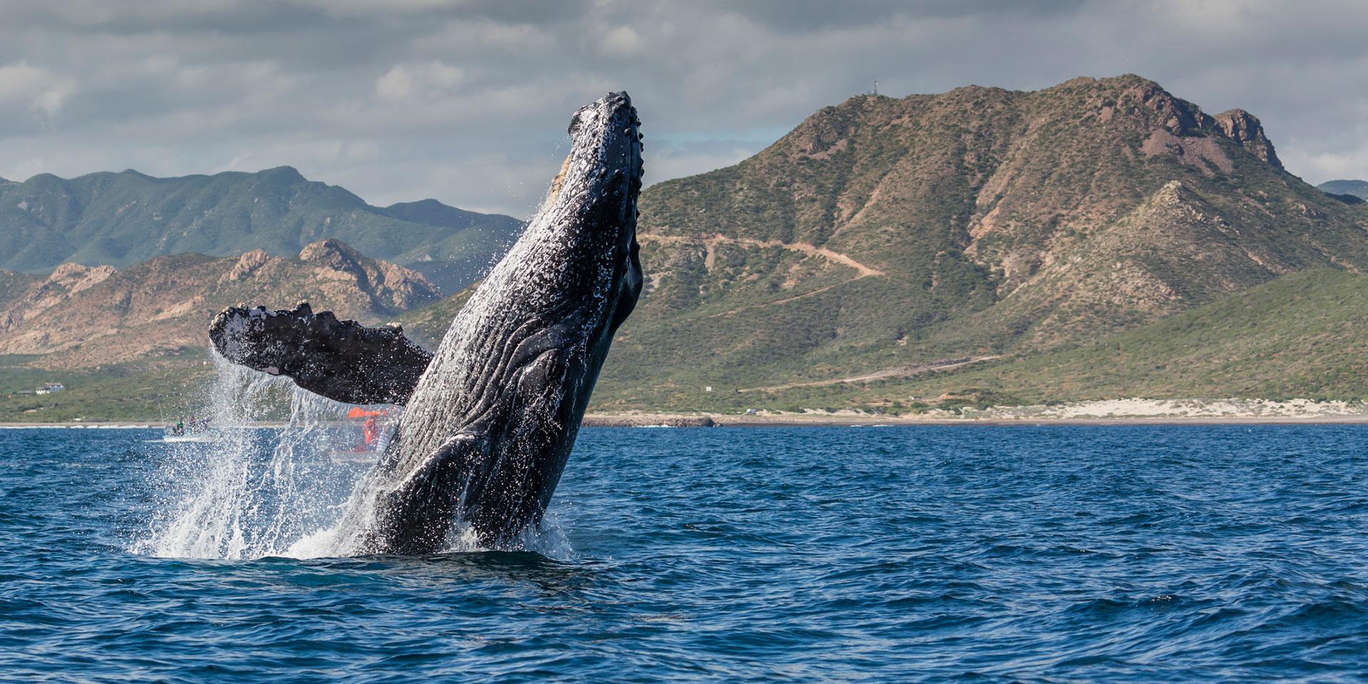 Cabo San Lucas: Arch, Whale Watching & Lover's Beach Boat Tour