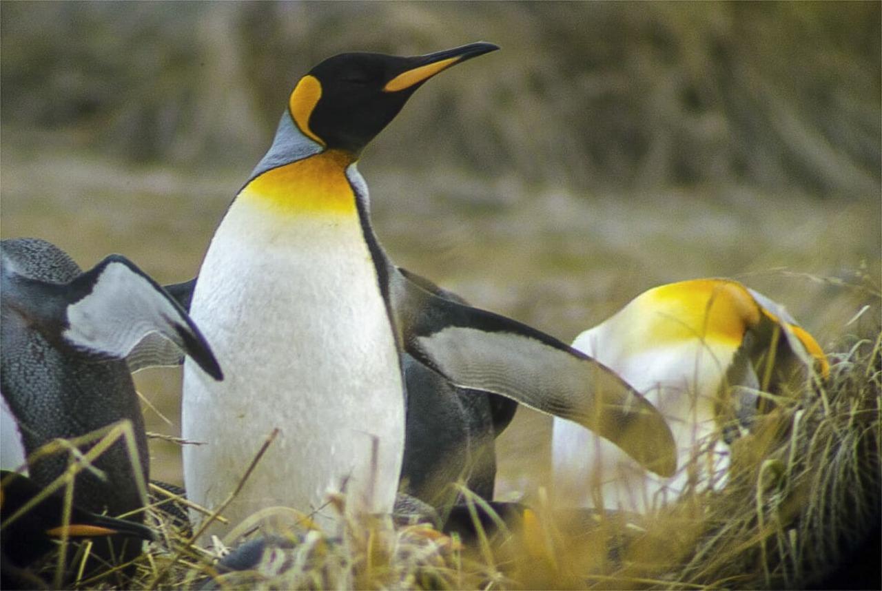 Beagle Channel Yacht Cruise & Martillo Island Penguin Walk