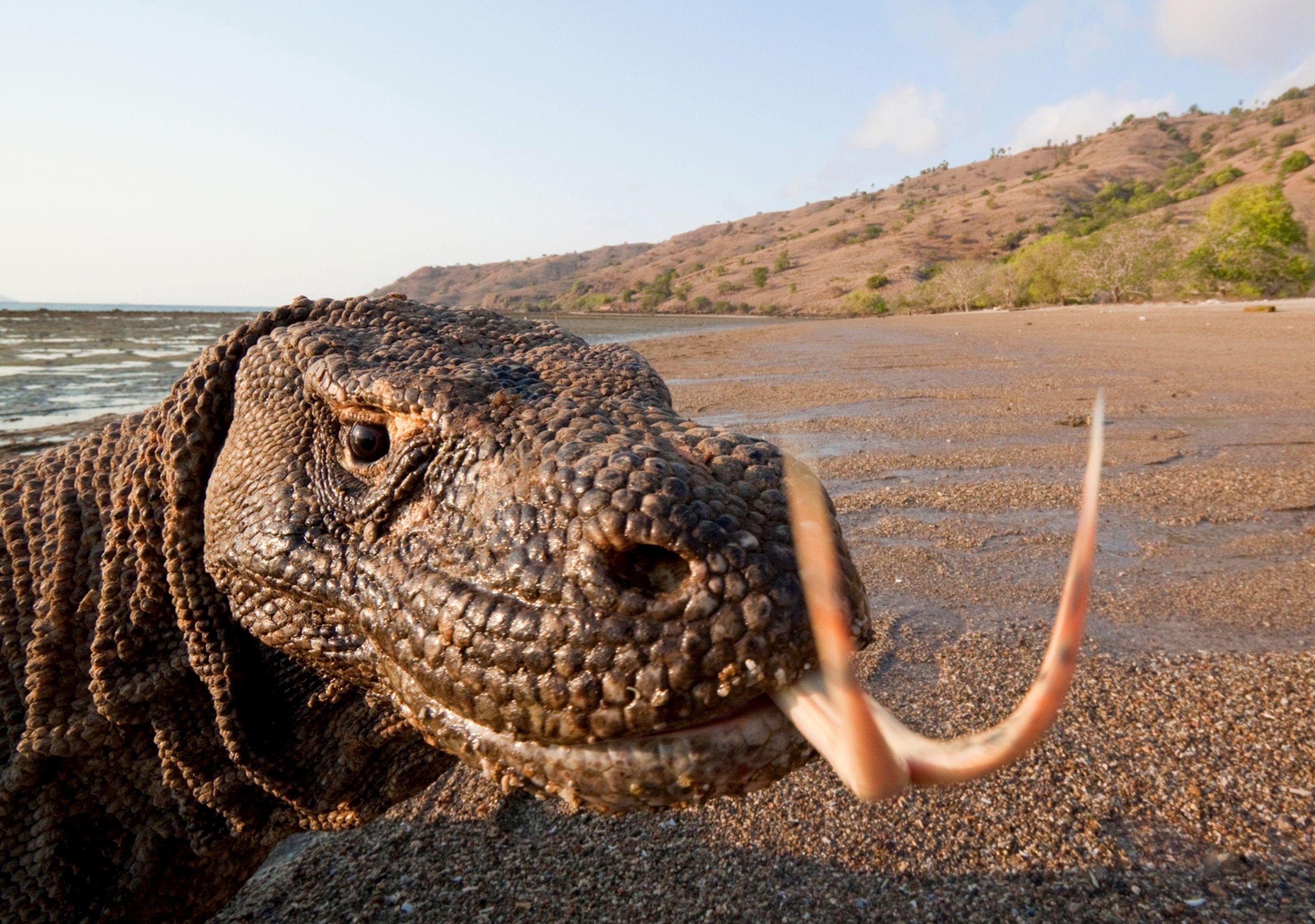 Komodo 4-Day Private Tour: Boat Stay, Padar Island & Pink Beach