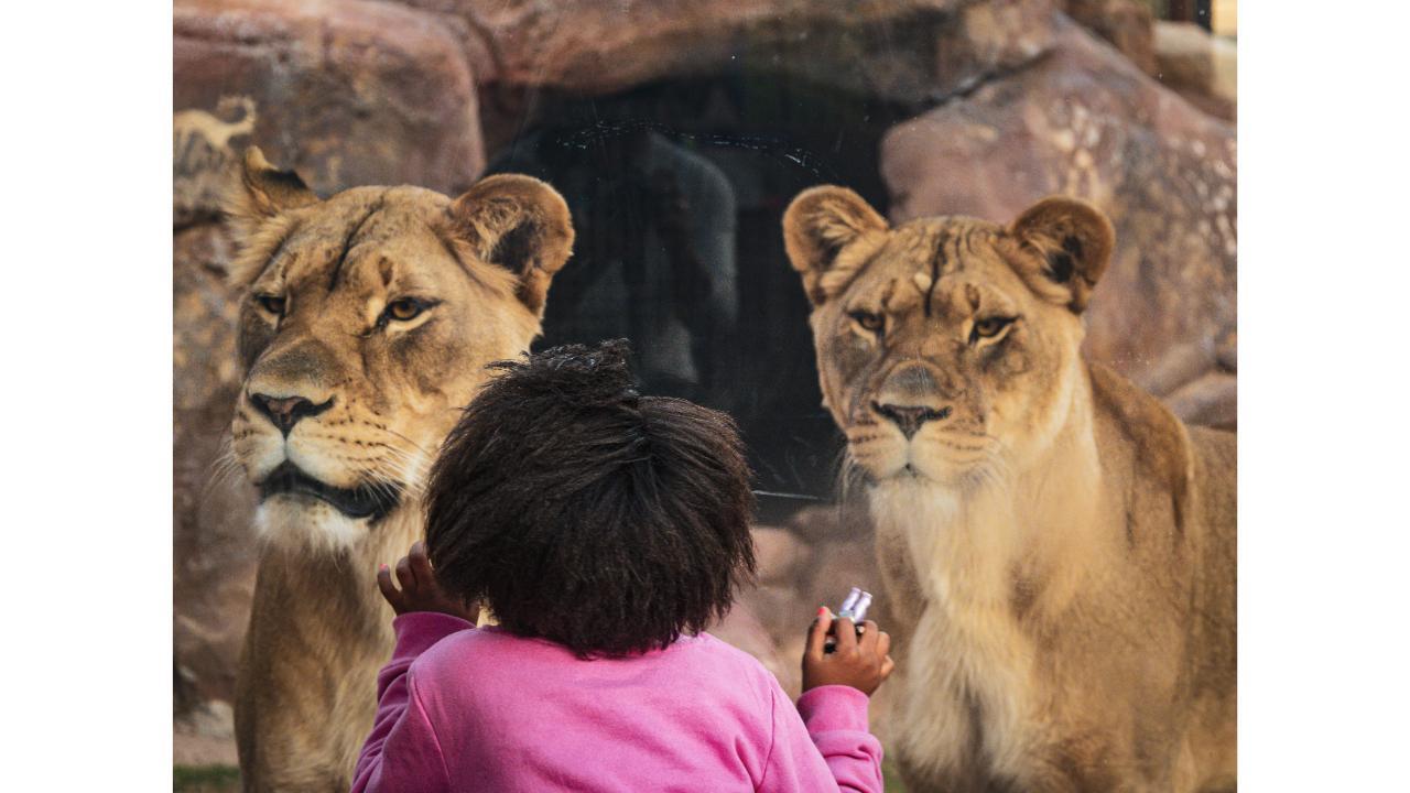 Phoenix Zoo: General Admission Ticket