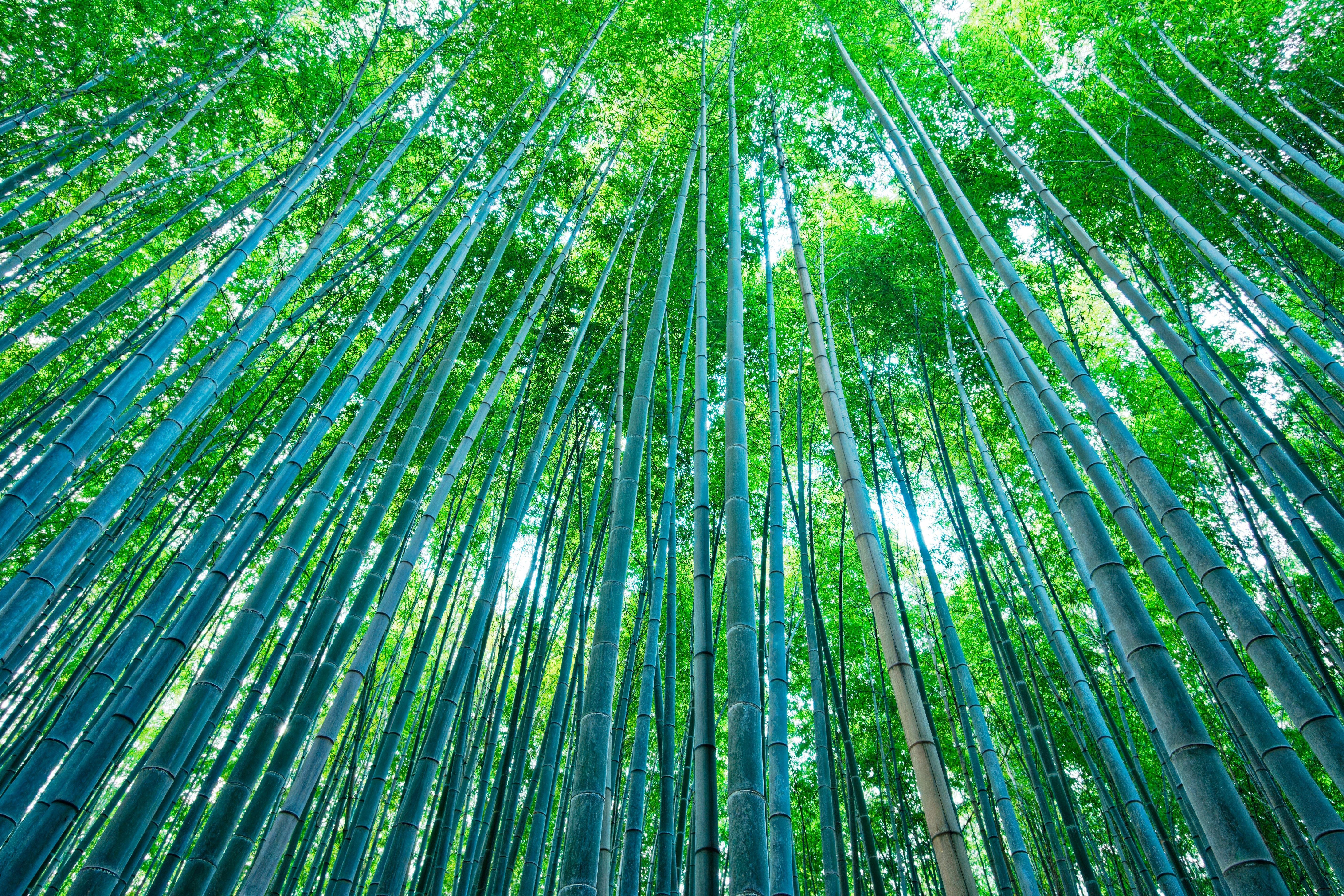 Kyoto & Arashiyama Cultural Explorer Day Trip