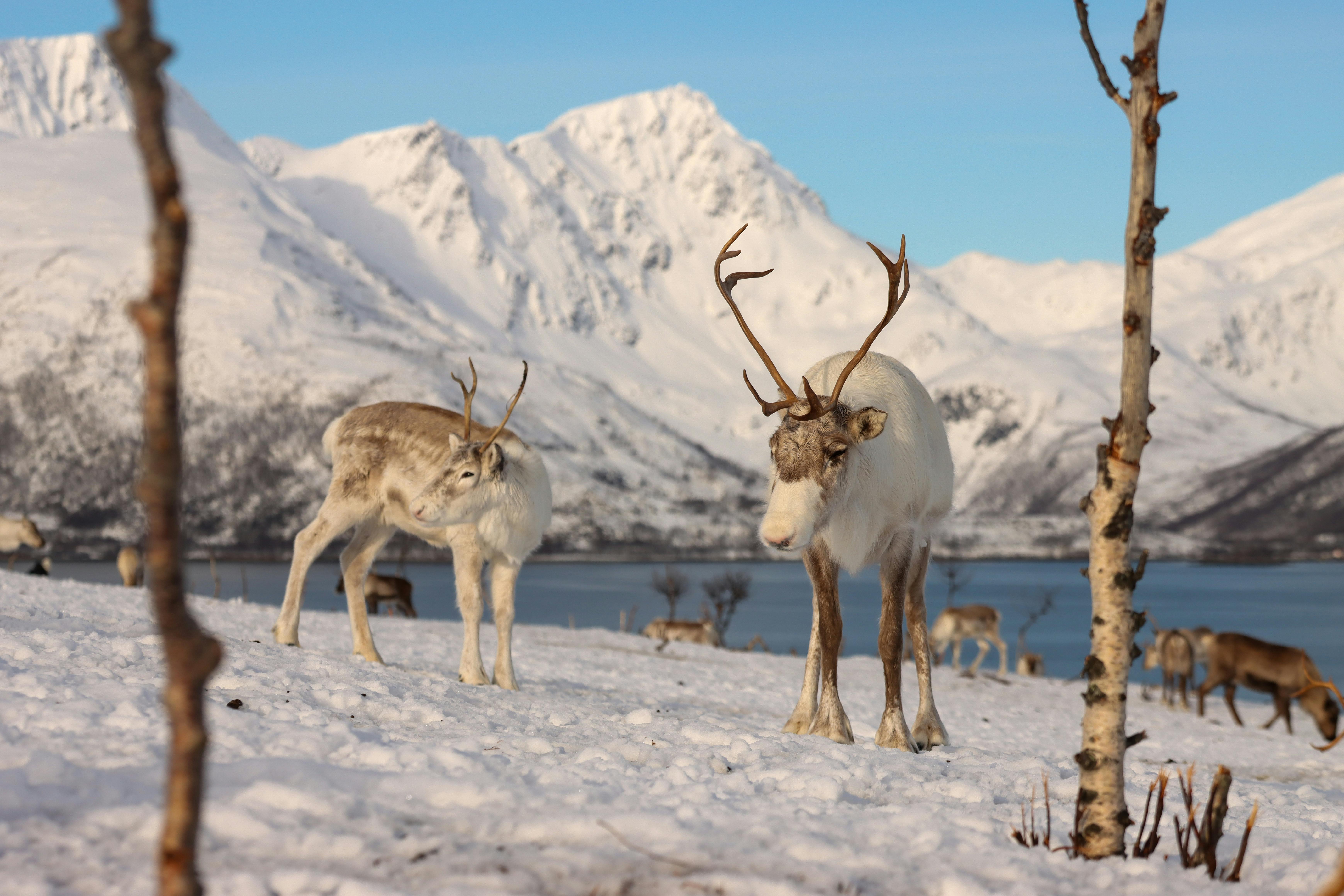 Tromsø: Sommerøya and Kvaløya Arctic Fjords Tour with Lunch — Sommarøy island Norway tour photo 1
