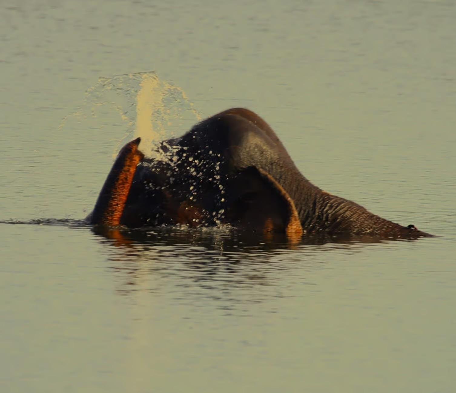 Minneriya National Park Wildlife Safari from Sigiriya