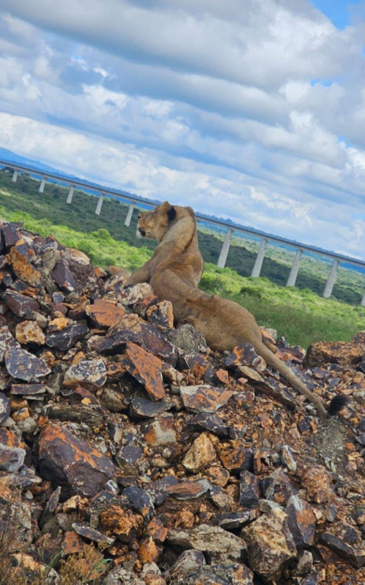 Nairobi Safari: National Park, Elephant Orphanage & Giraffe Center