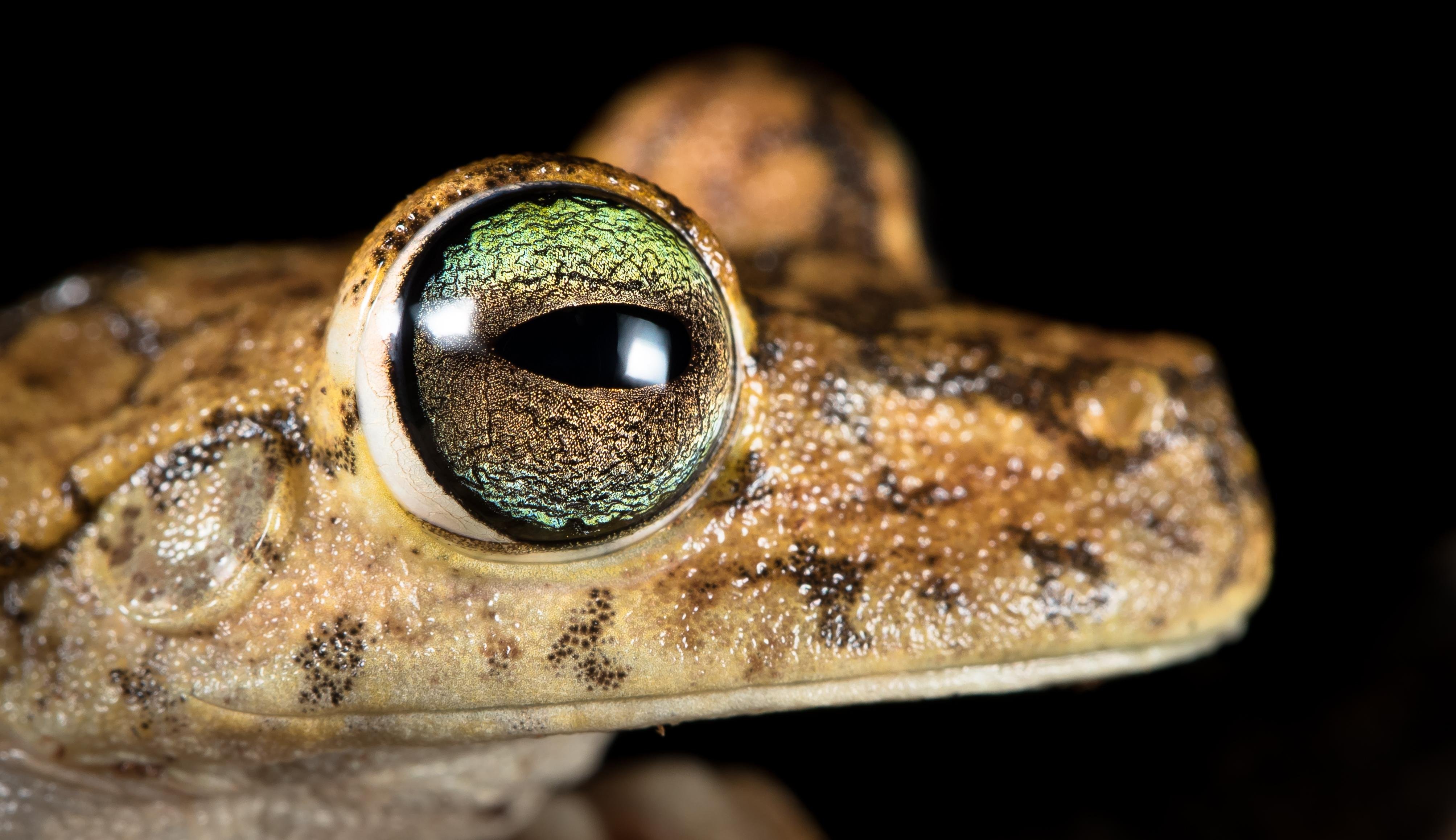 Manuel Antonio Night Wildlife Walk with Expert Naturalist