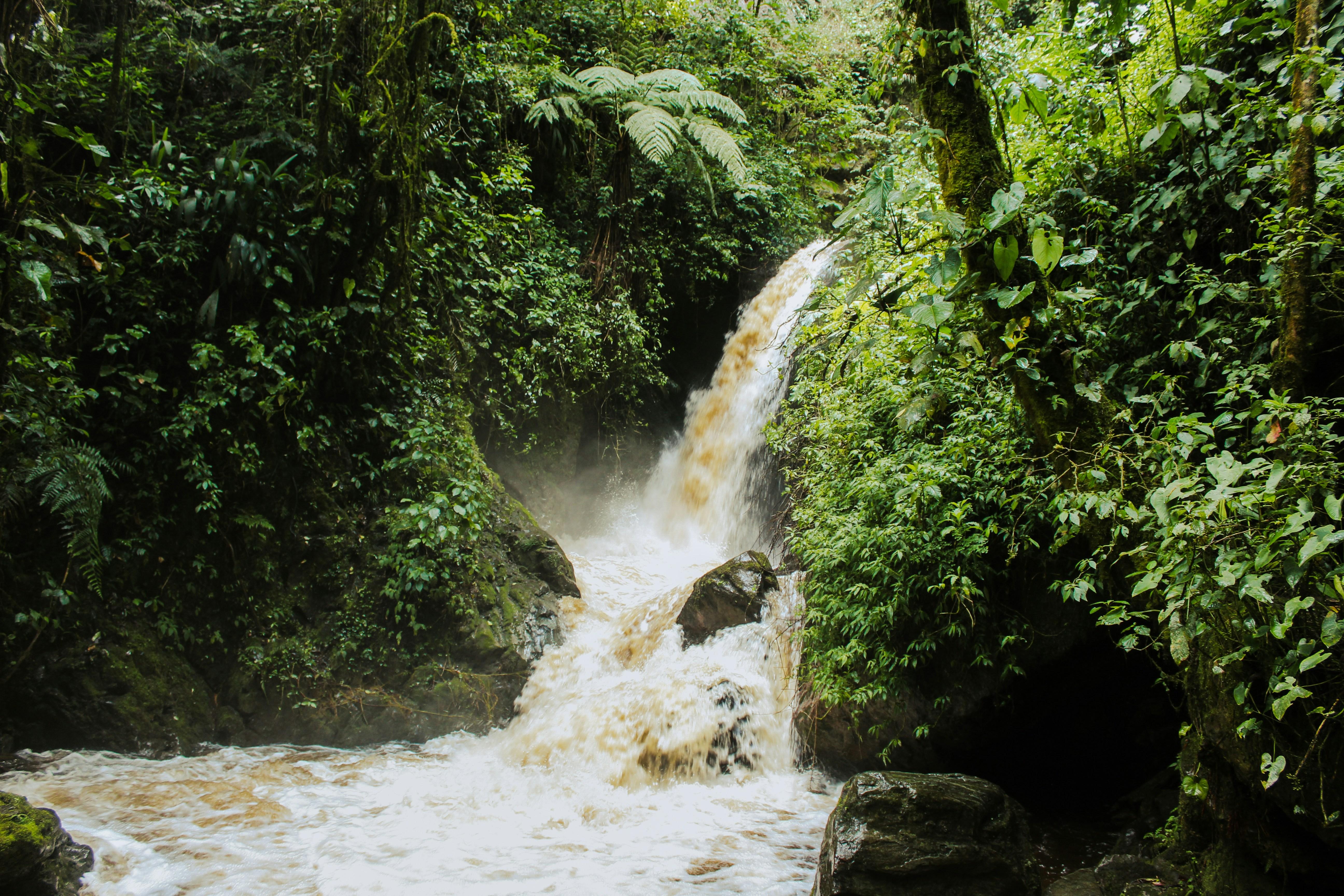 Medellín Jungle Trek with Waterfall Swim & Coffee Tasting