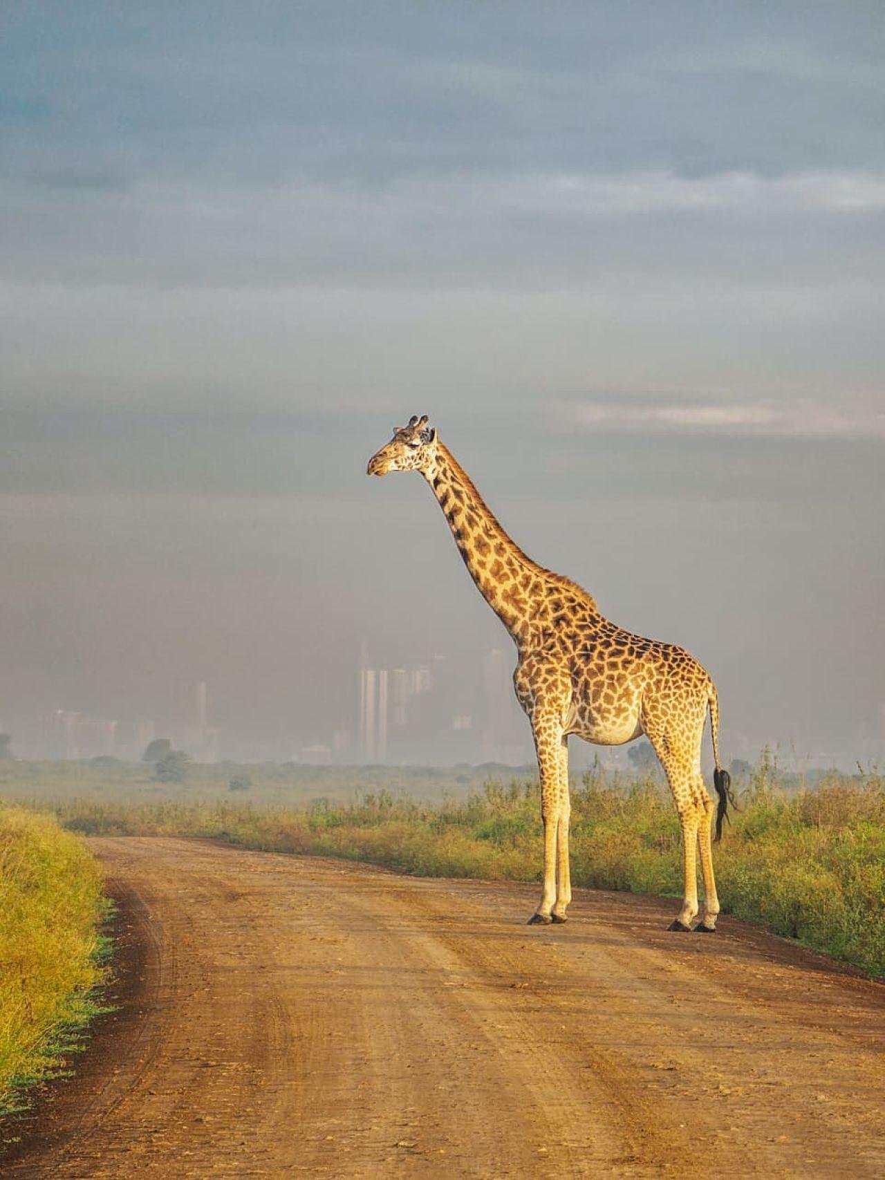 Nairobi Safari: National Park, Elephant Orphanage & Giraffe Center