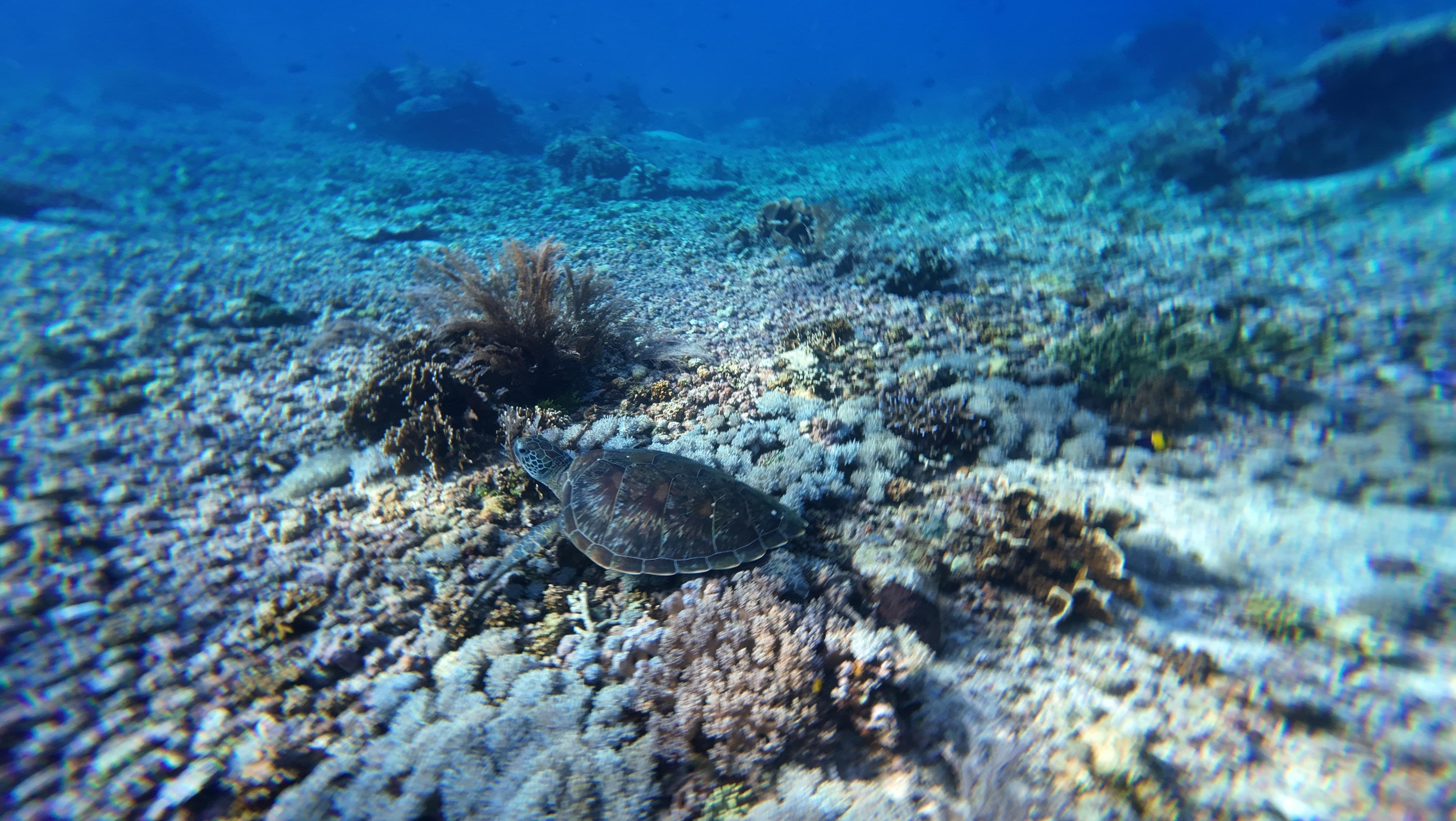 Komodo Archipelago 3-Day Phinisi Liveaboard from Labuan Bajo