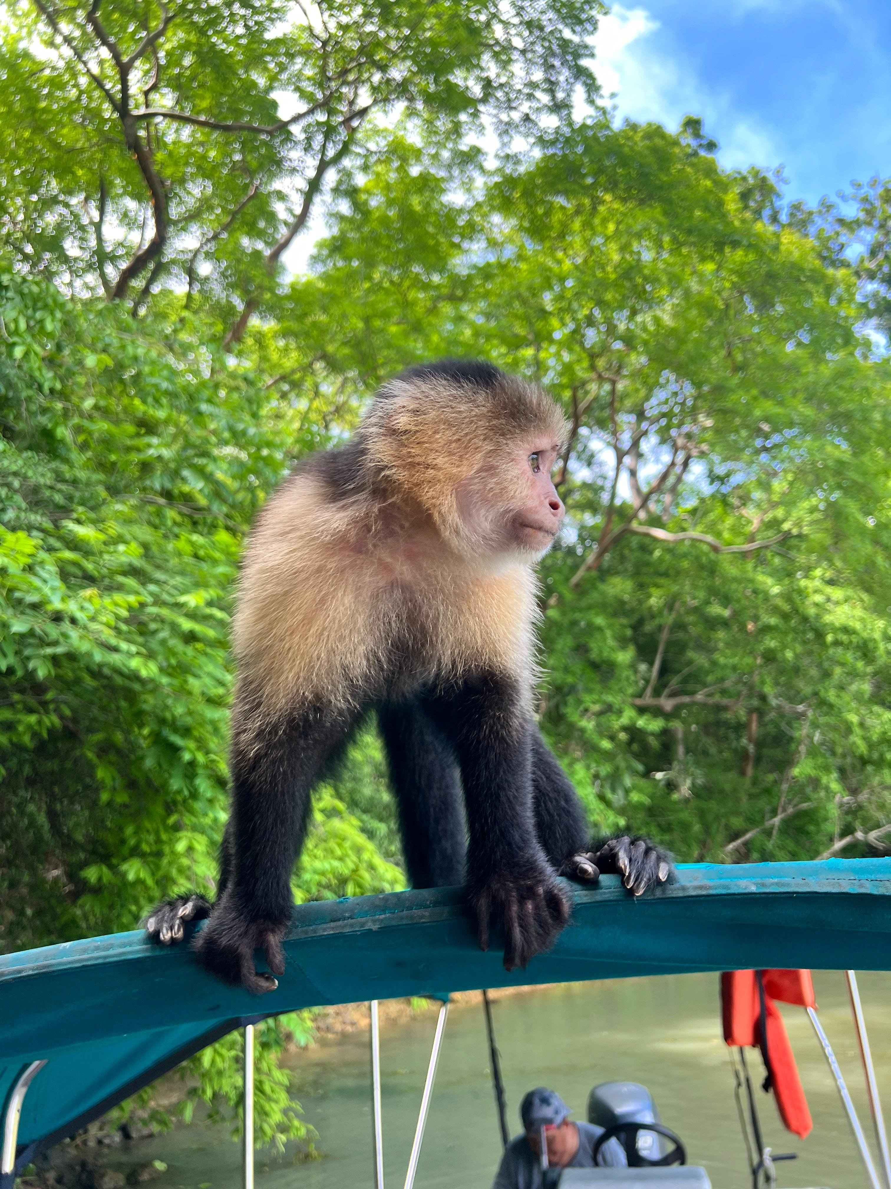 Panama Canal: Gatun Lake Wildlife & Monkey Island Cruise