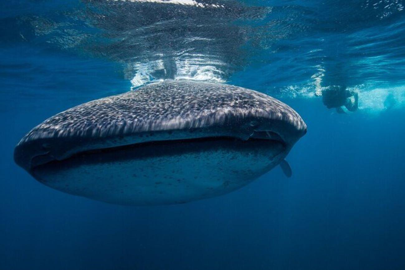Whale Shark Swimming Adventure from Cancun