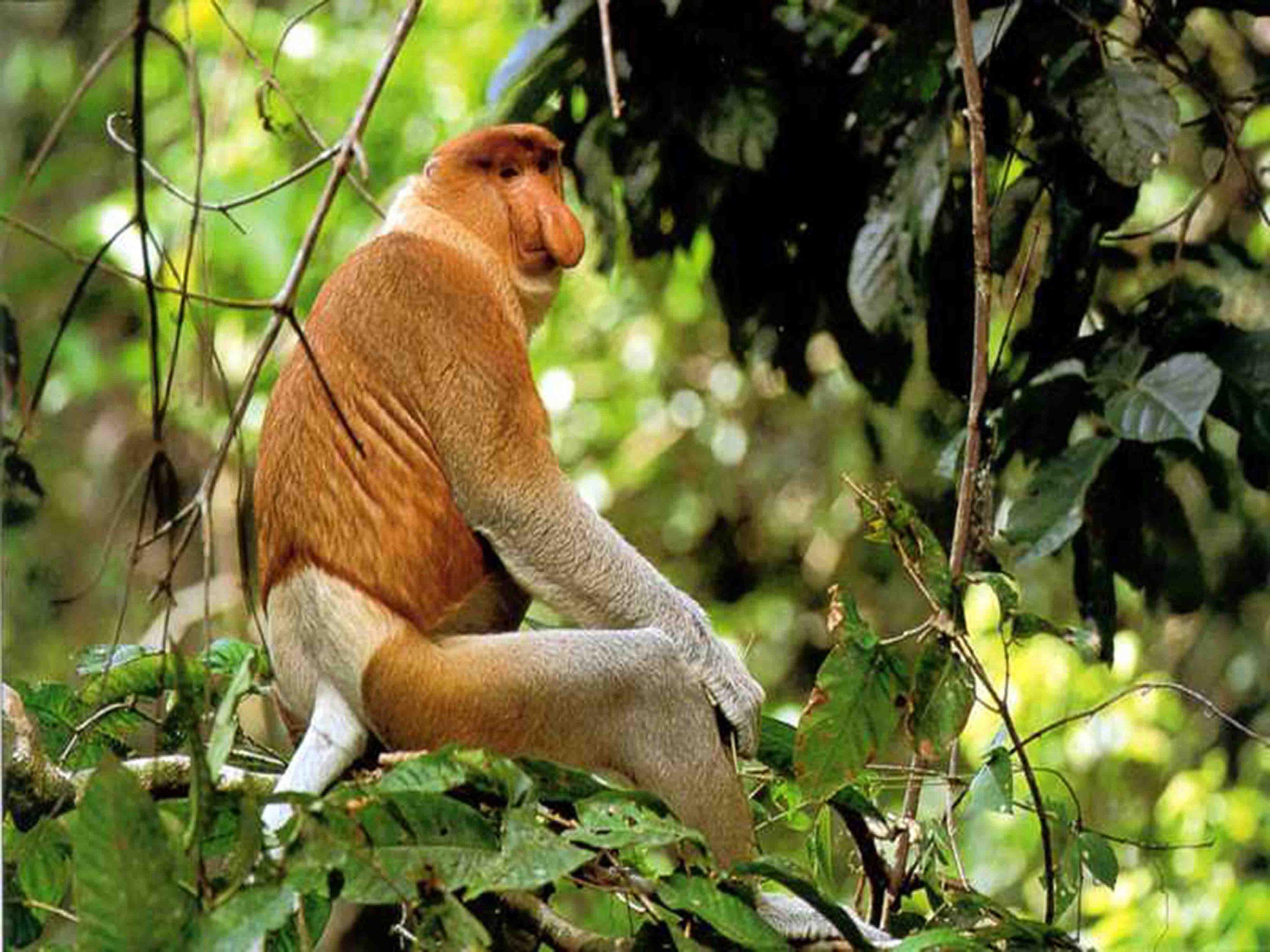 Bongawan Wetland: Proboscis Monkey & Firefly River Cruise