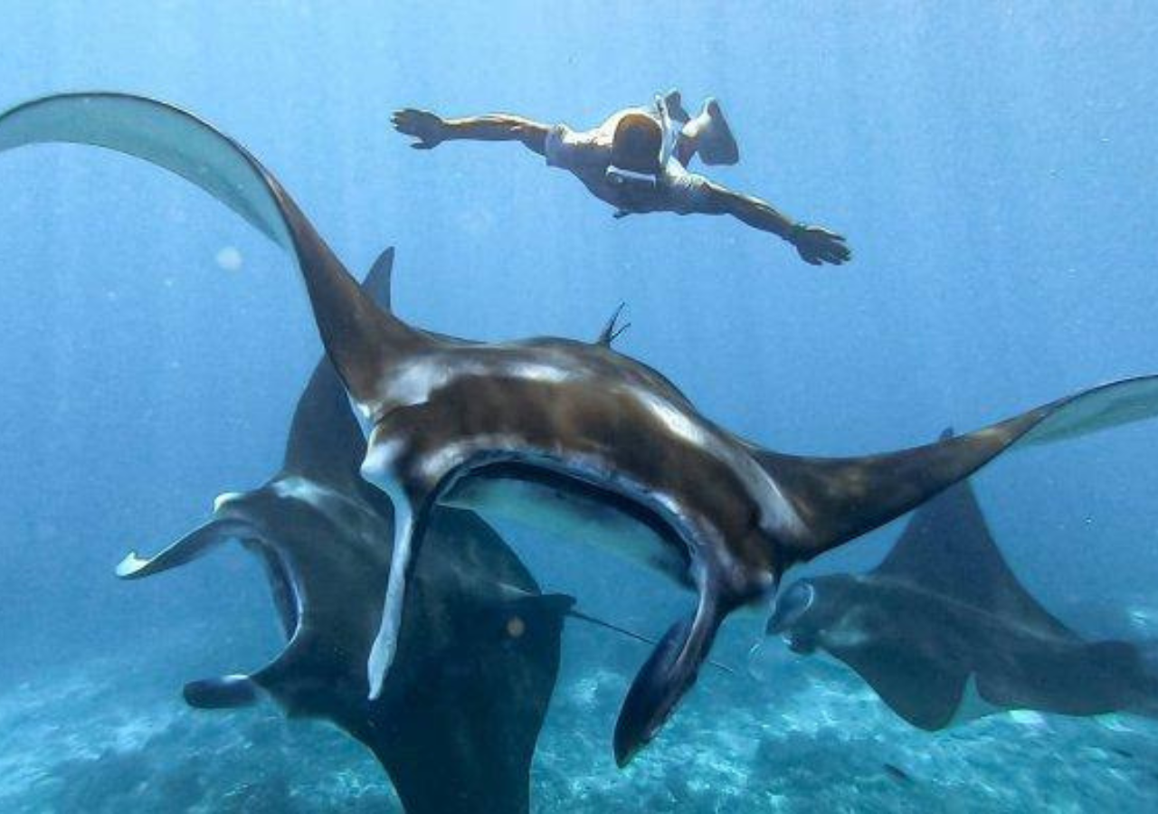 Komodo Island 3-Day Private Speedboat Adventure with Hotel