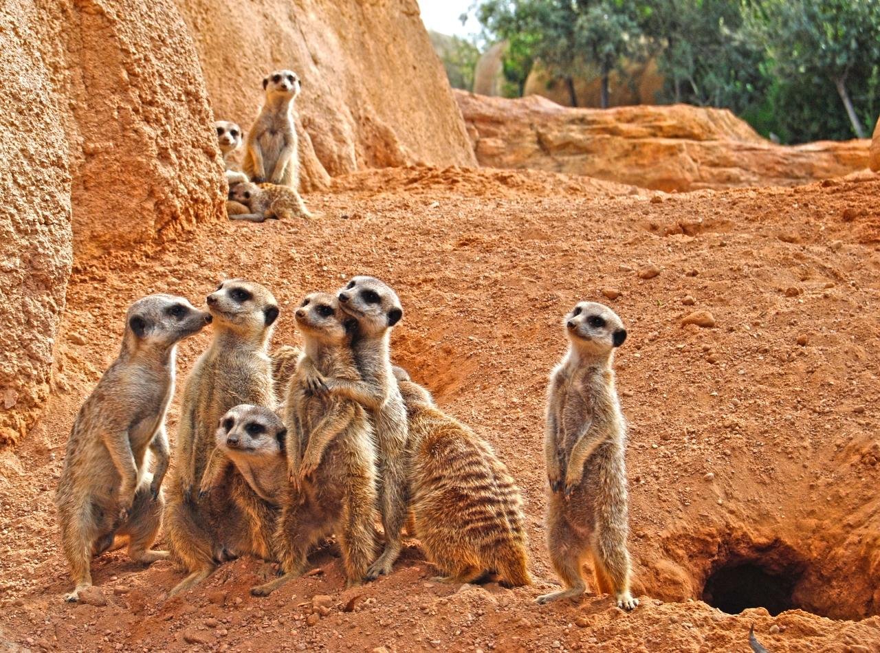 Bioparc Valencia Entry Ticket